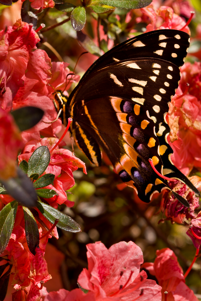 A colorful butterfly with black, orange, yellow, and purple markings resting on pink azalea flowers, surrounded by green leaves.