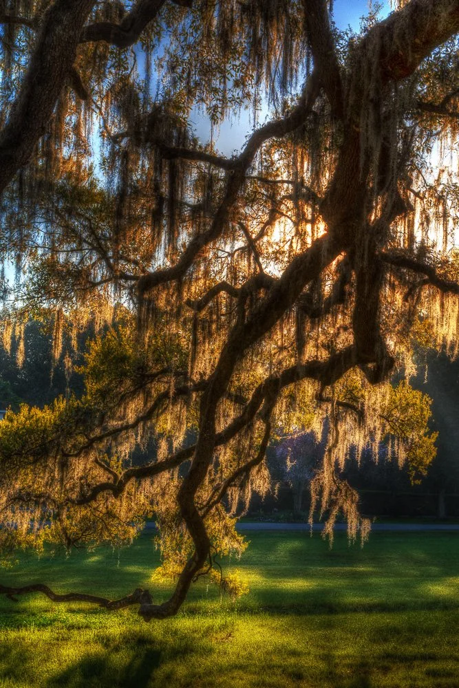 Sunset shining through the branches of a large hanging moss tree in a grassy park.