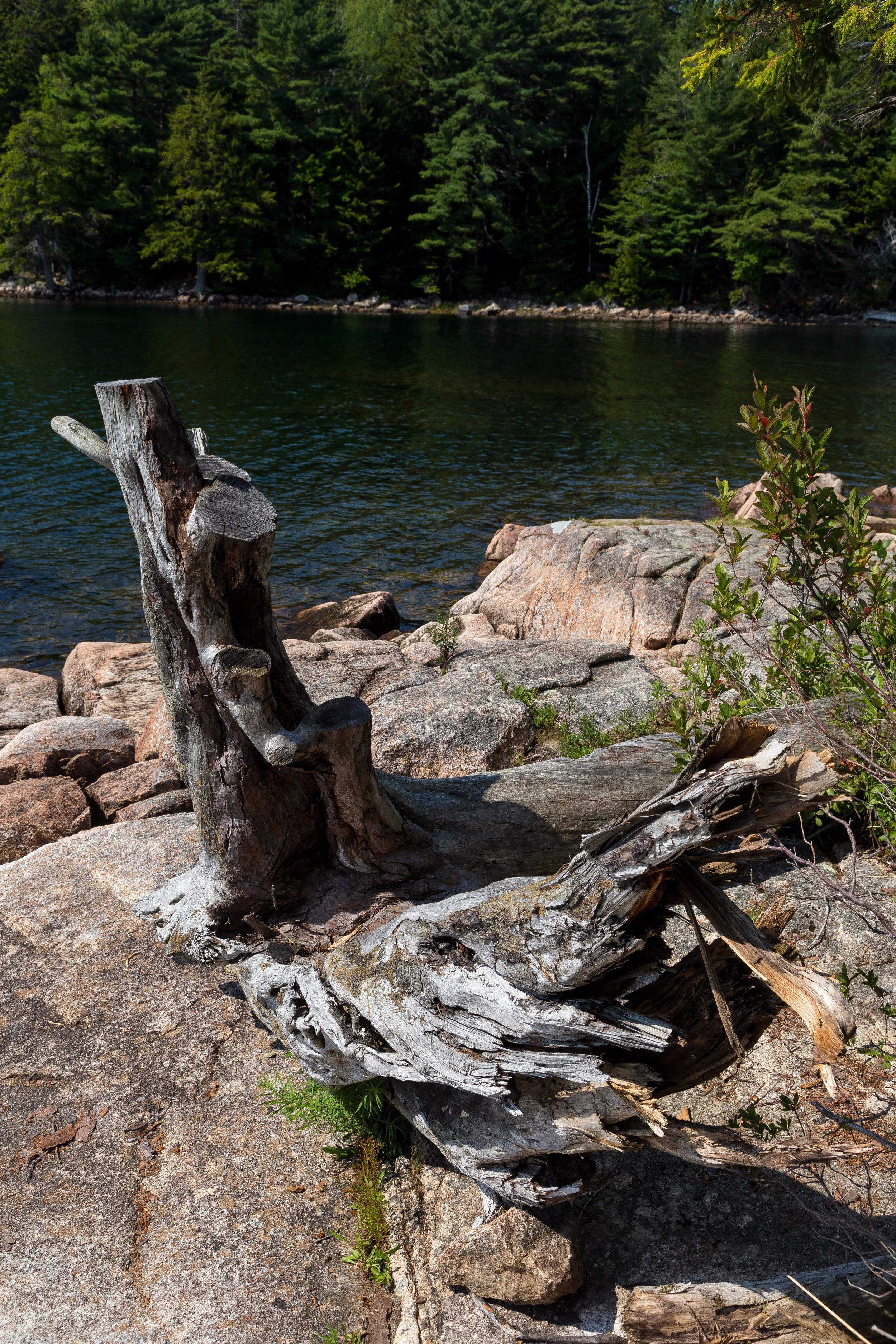 A weathered driftwood piece on rocky shoreline by a calm lake with a forested backdrop.