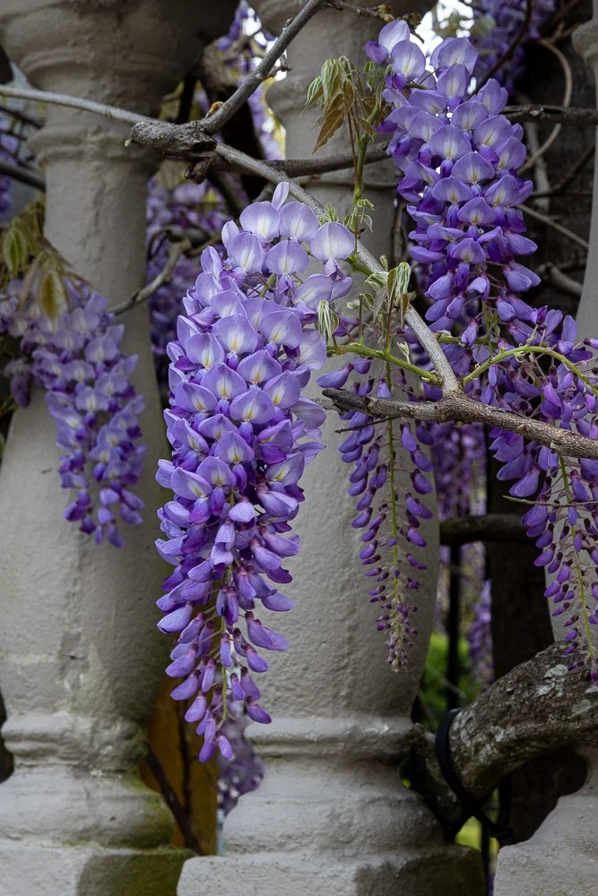 Purple wisteria flowers hanging from a vine on a white trellis.