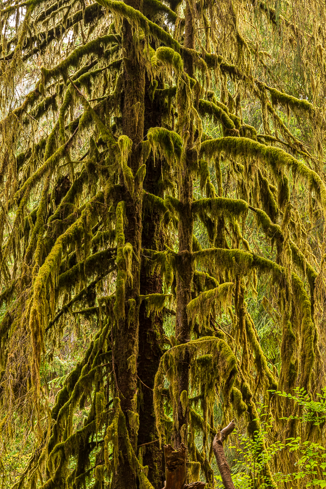 Moss-covered tree in a dense forest.