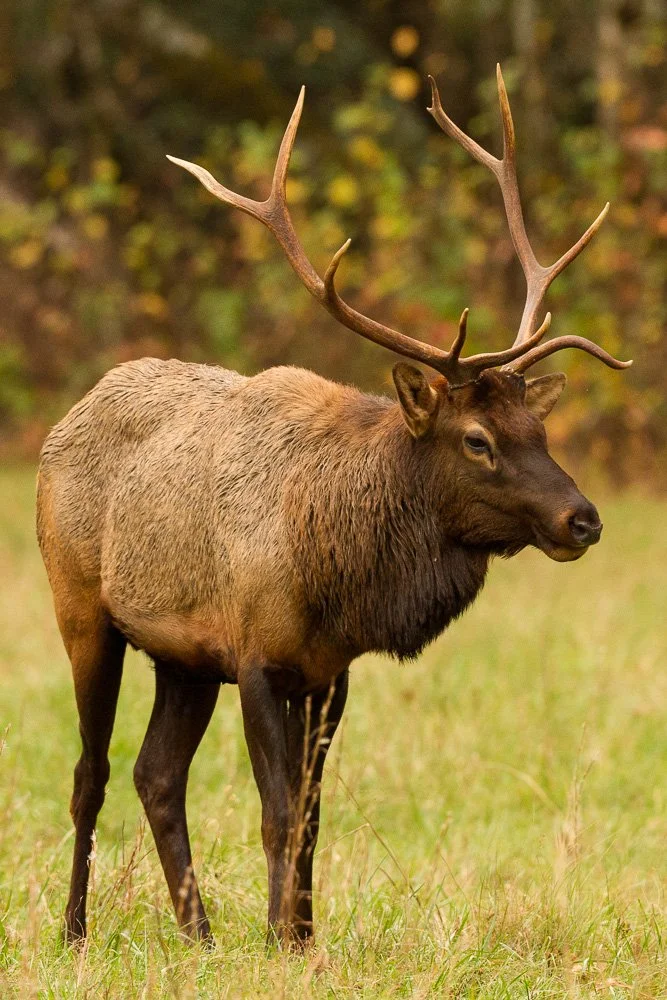 A male elk with large antlers standing in a grassy field with trees in the background.