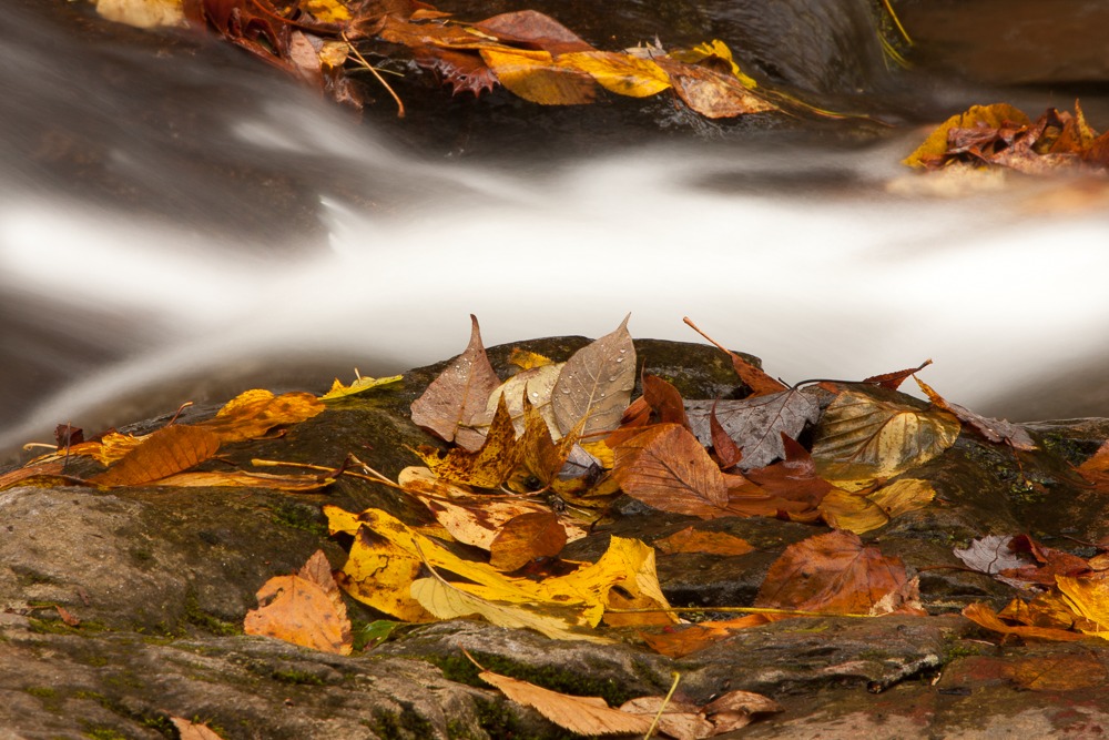 Autumn fallen leaves on rocks in a flowing stream.