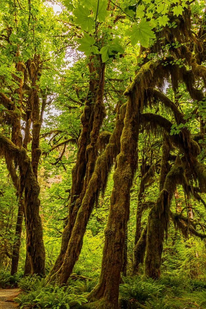 A lush green forest with tall moss-covered trees and dense foliage.