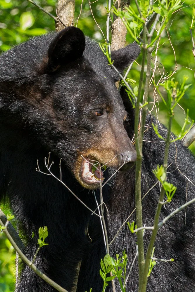 A black bear in a green forest, partially concealed by leafy branches, with its mouth open showing teeth.