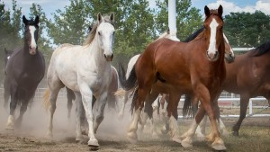 Two feet move our body. Four feet move our soul.