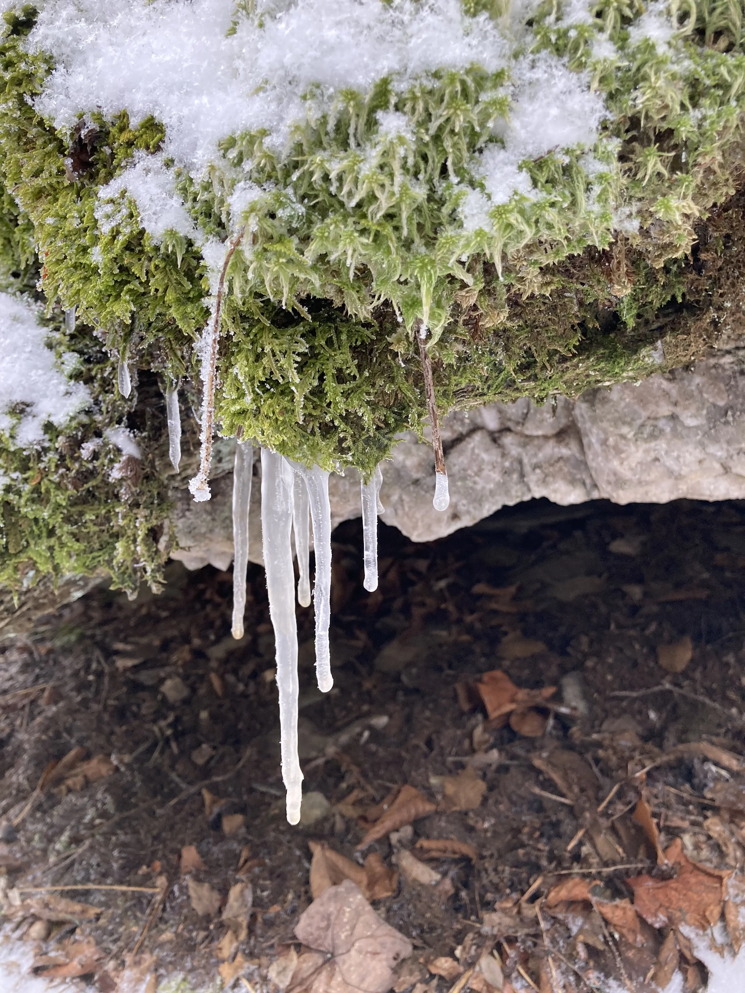 Close-up of moss on a rock with icicles hanging from it and snow on top.