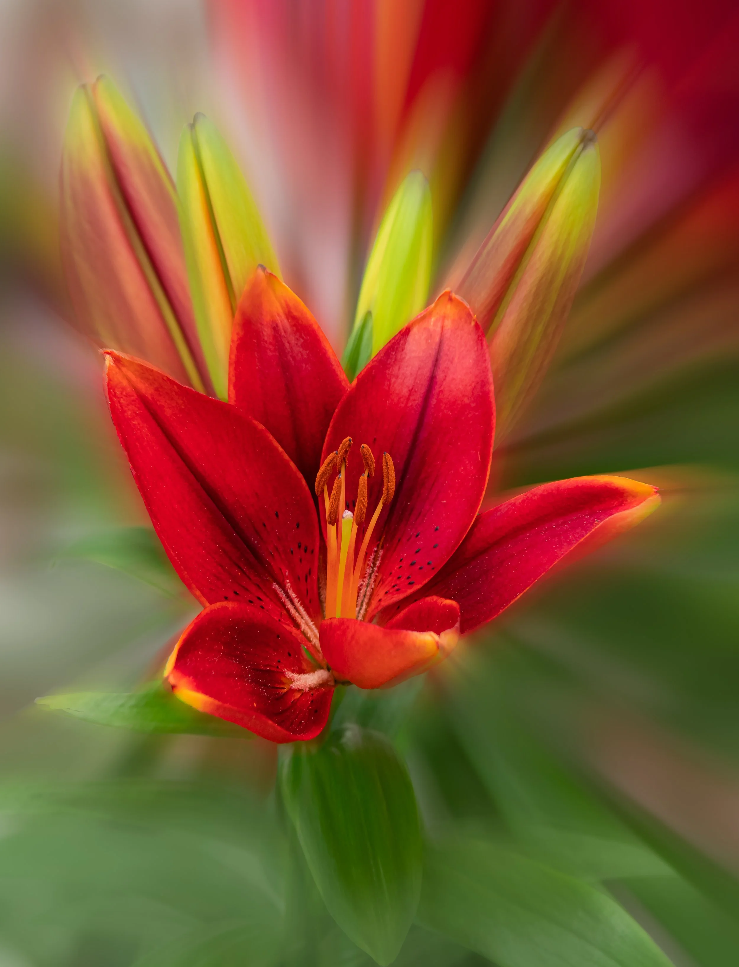 Close-up of a vibrant red lily flower with yellow-tipped petals, green buds, and blurred green foliage in the background.