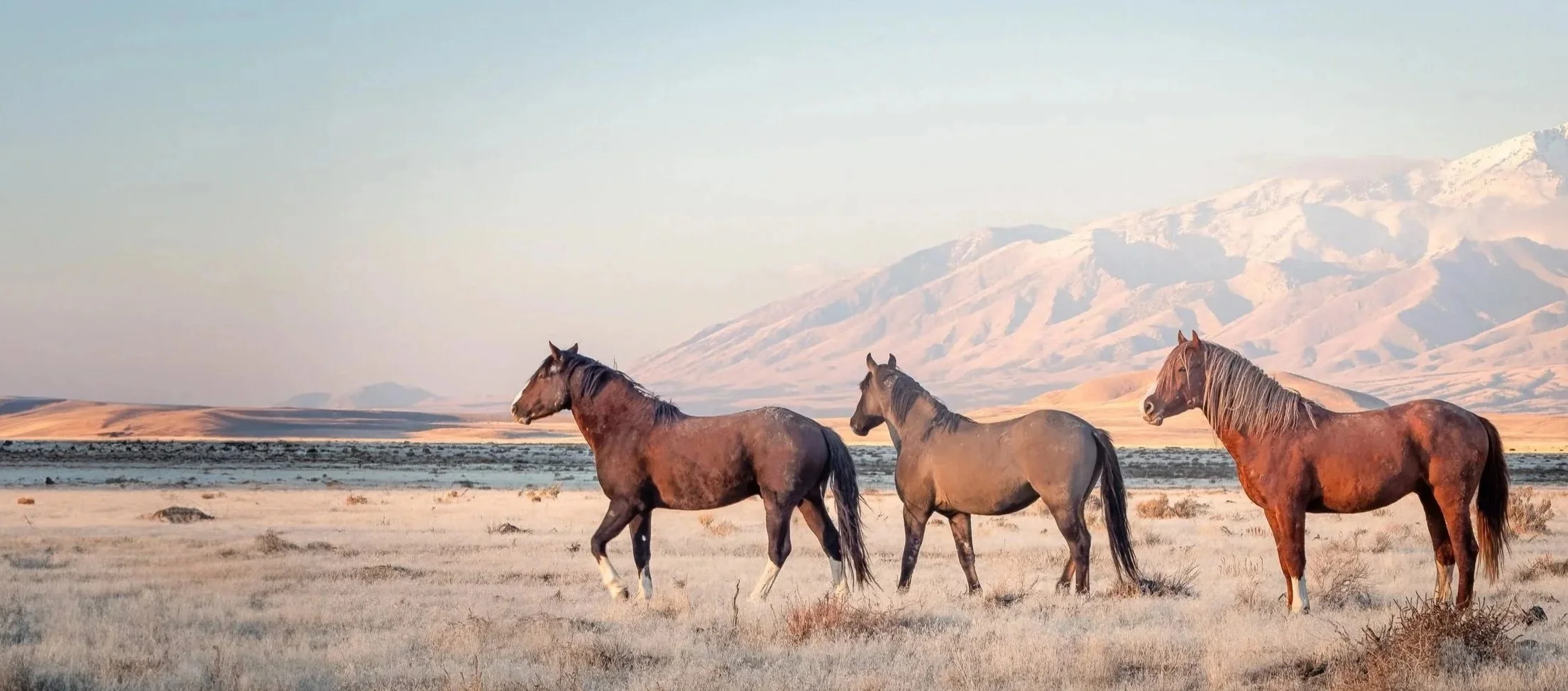 Three wild horses standing in a dry grassland with mountains in the background