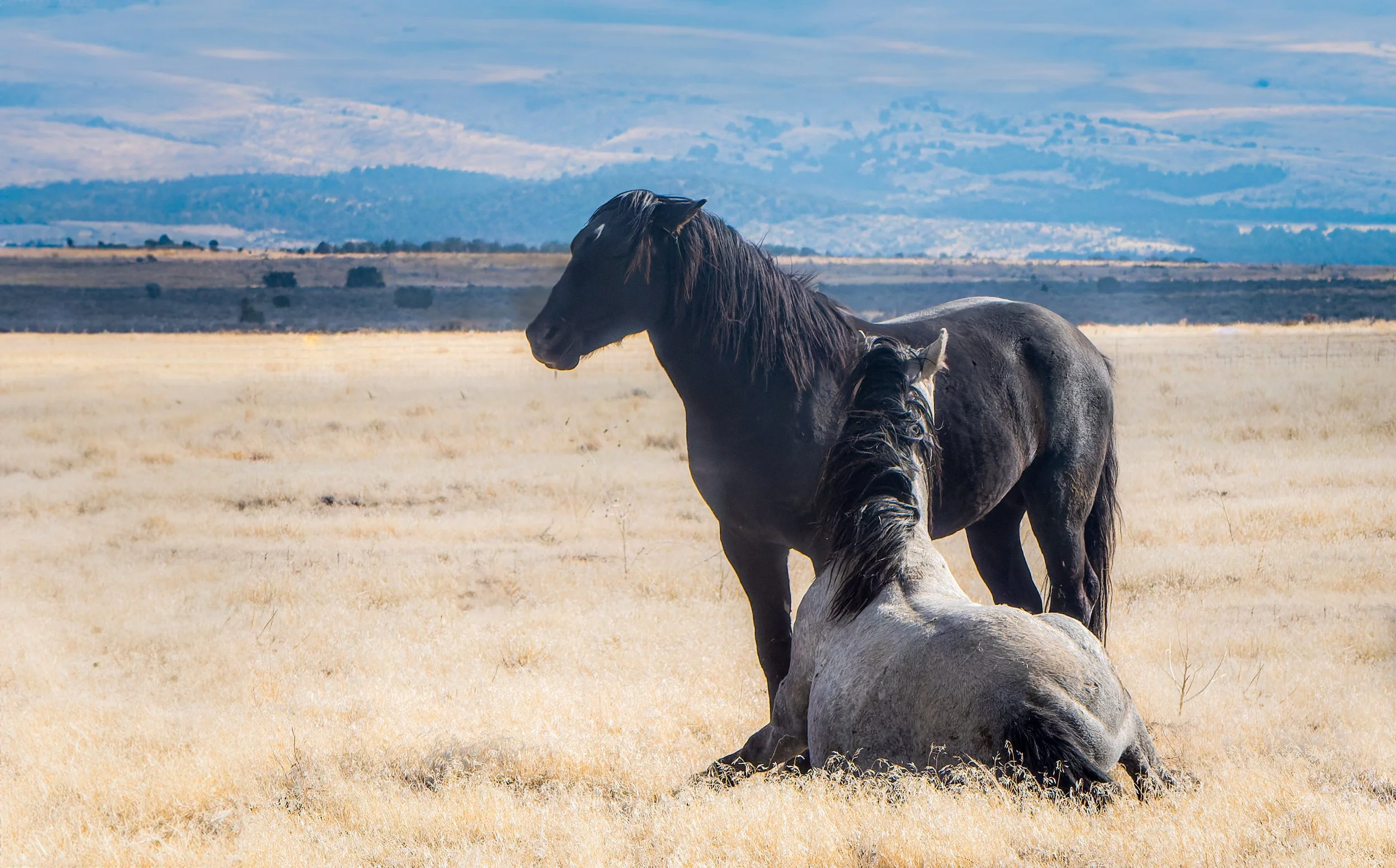 Two horses, one black standing and one light gray lying on a dry grassy field, with mountains in the background.