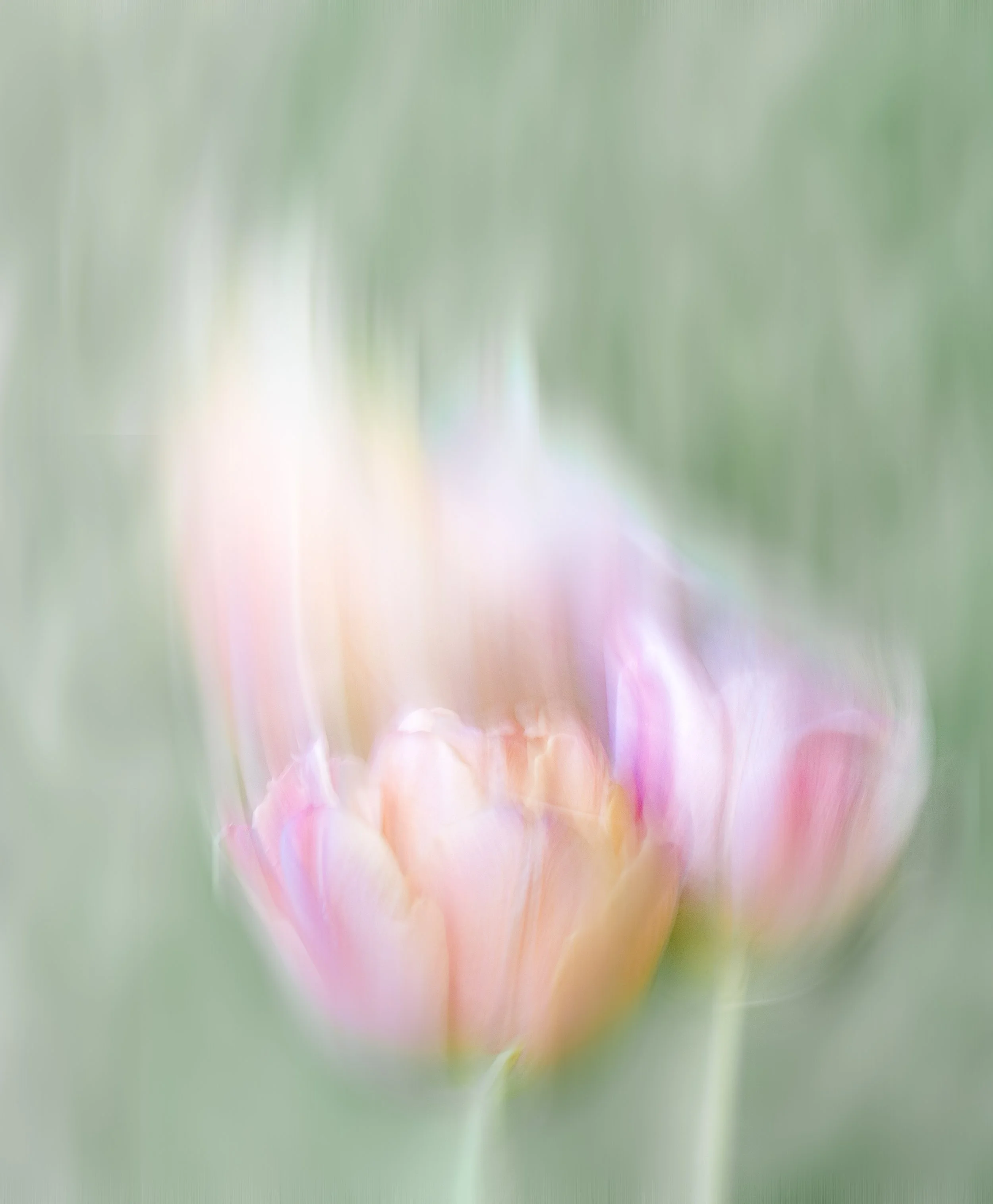 Blurred image of a pink and yellow flower with green background.