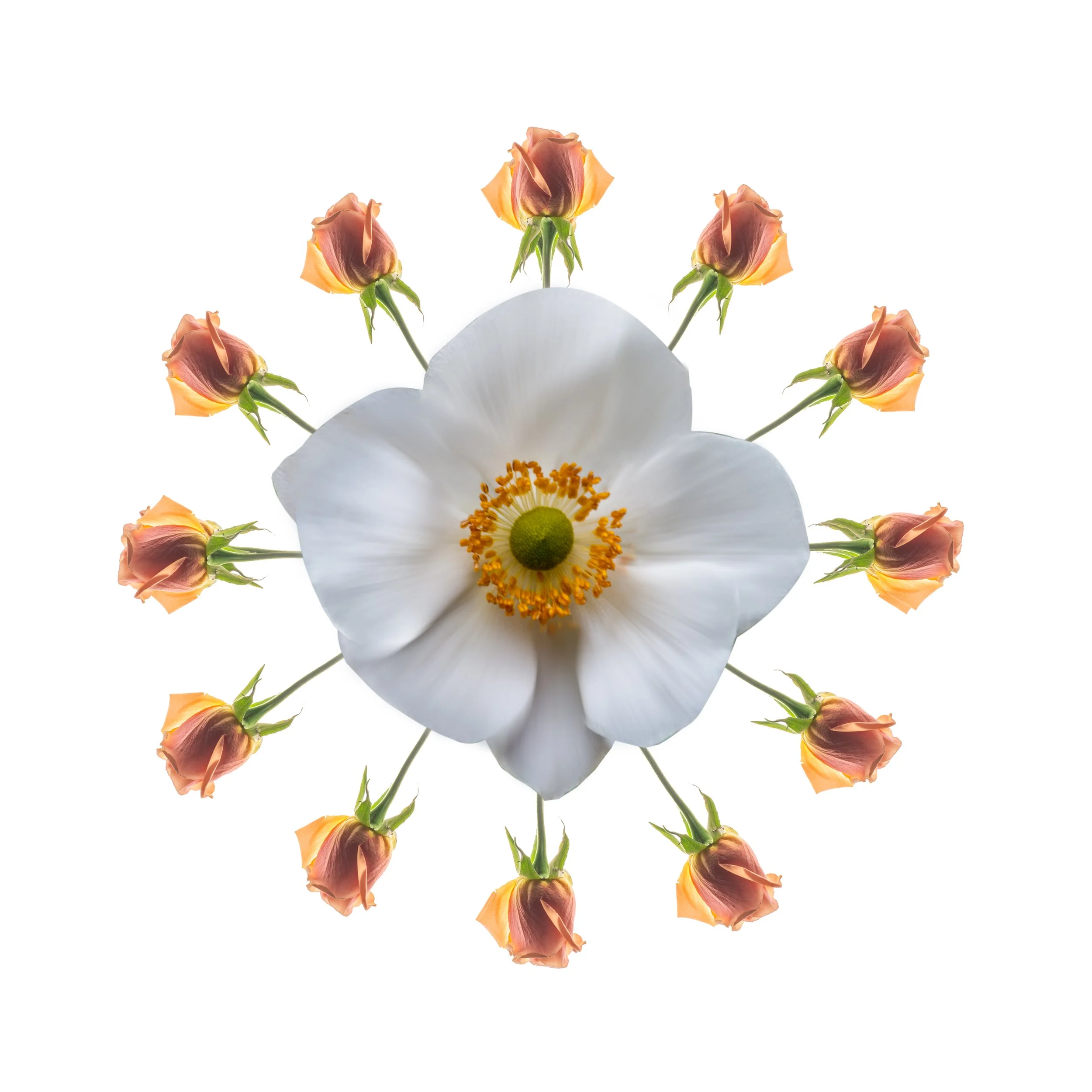 A large white flower with a yellow center surrounded by eight smaller pink and orange rosebuds. Overall the feeling is of colorful joy