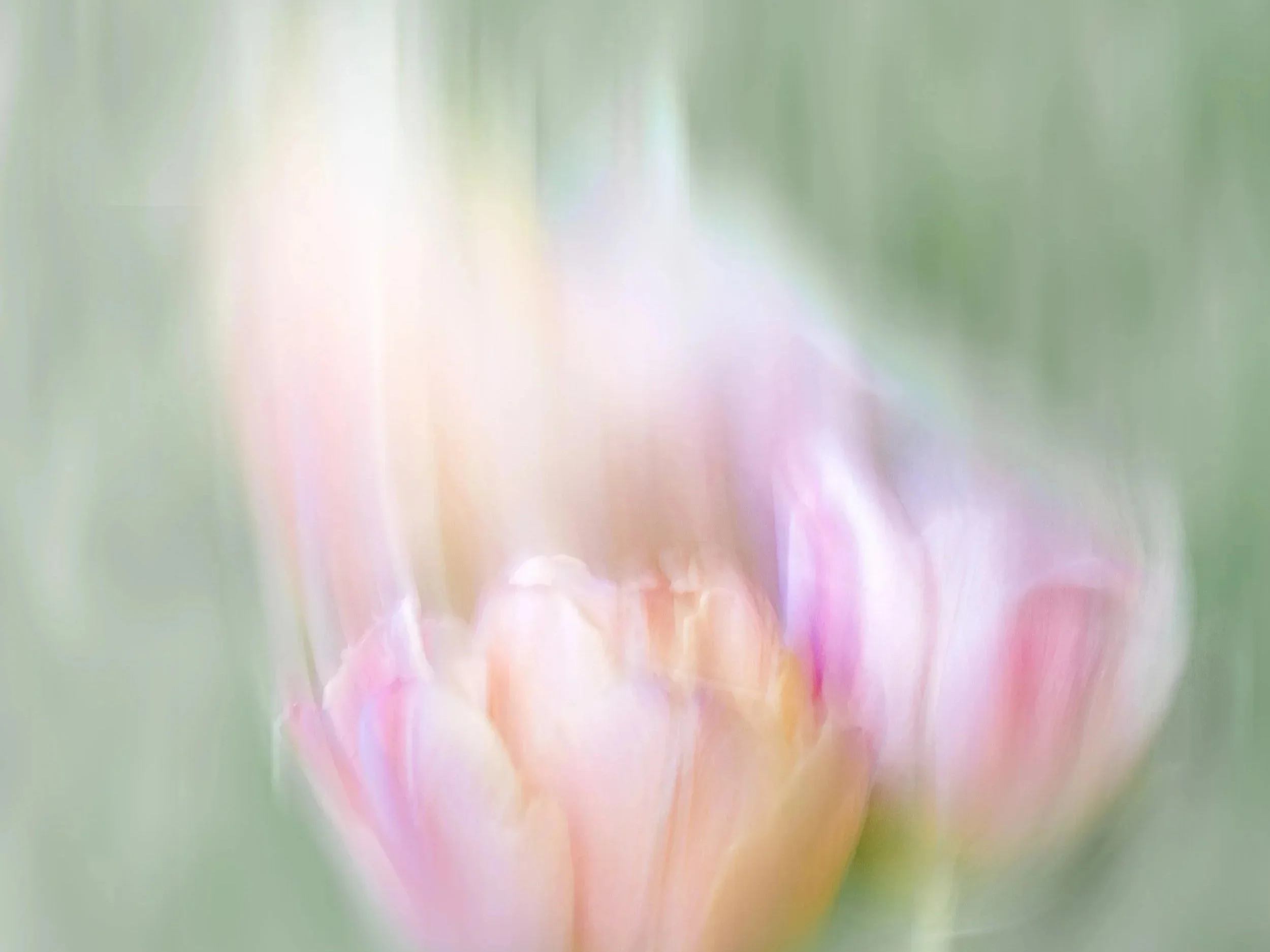 A soft, blurred close-up of a pink and yellow tulip flower with a green background. Dancing in the breeze.