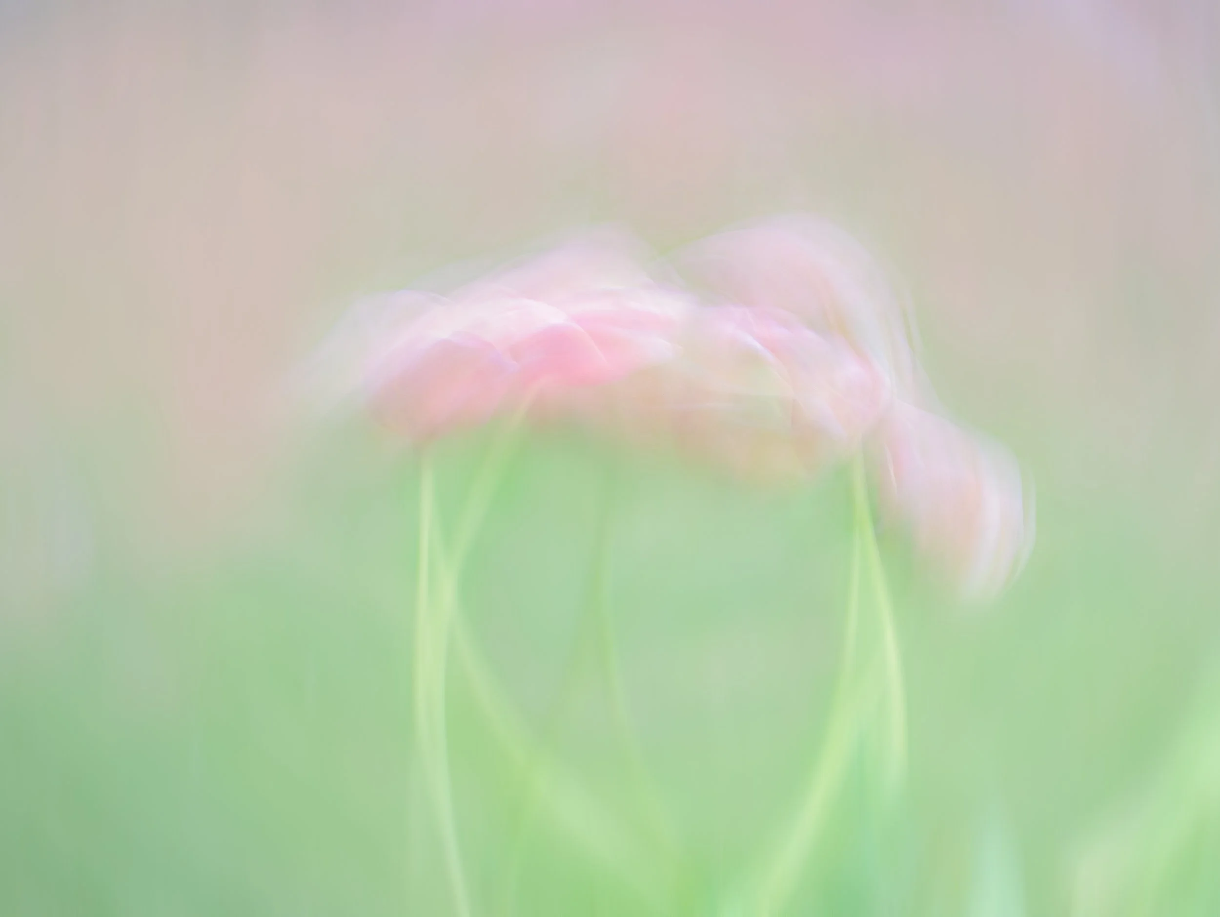 Blurred image of pink tulip flowers with green stems and leaves in the background.