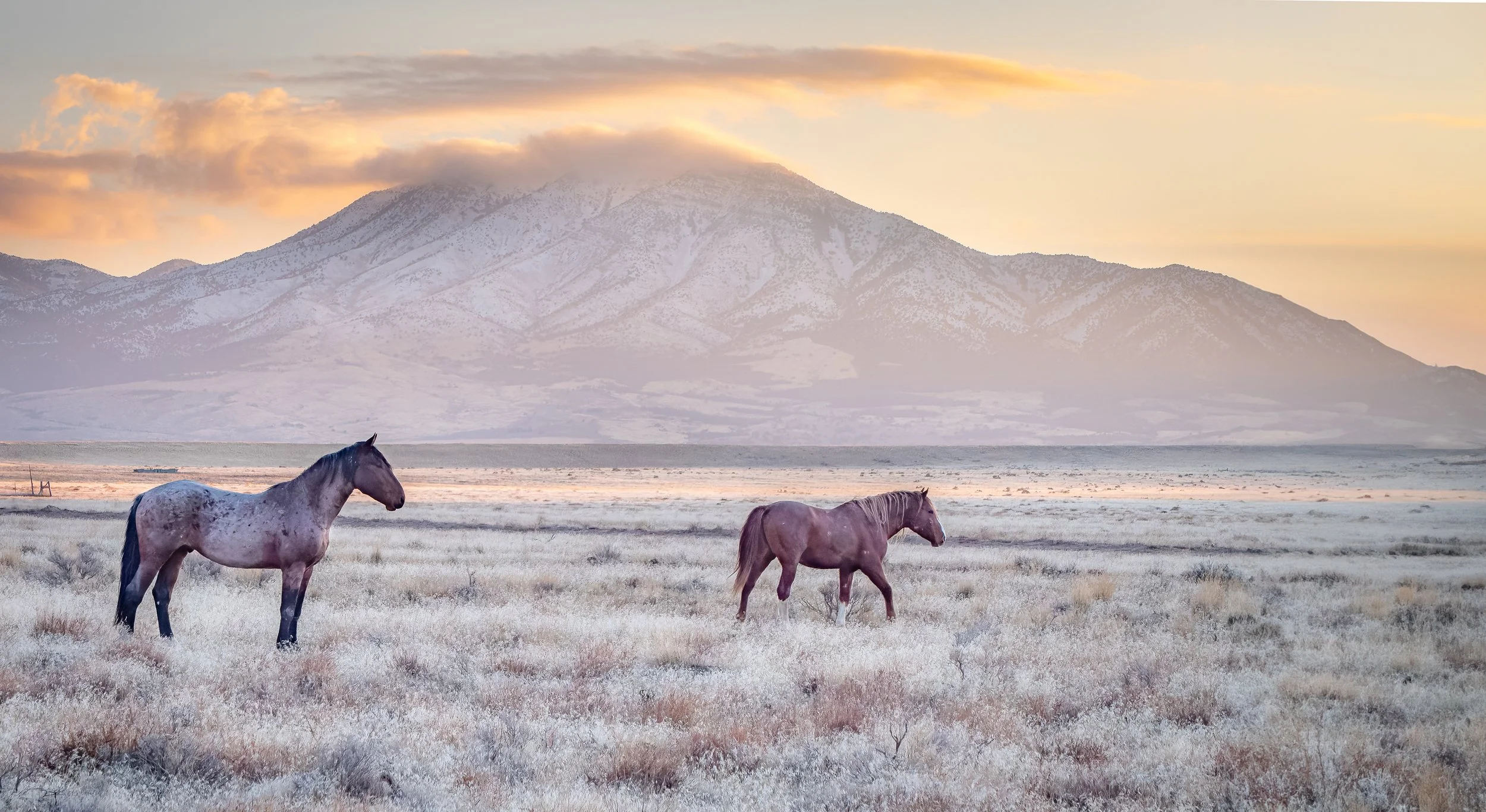 Two horses grazing in a grassy field with a mountain in the background during sunset.