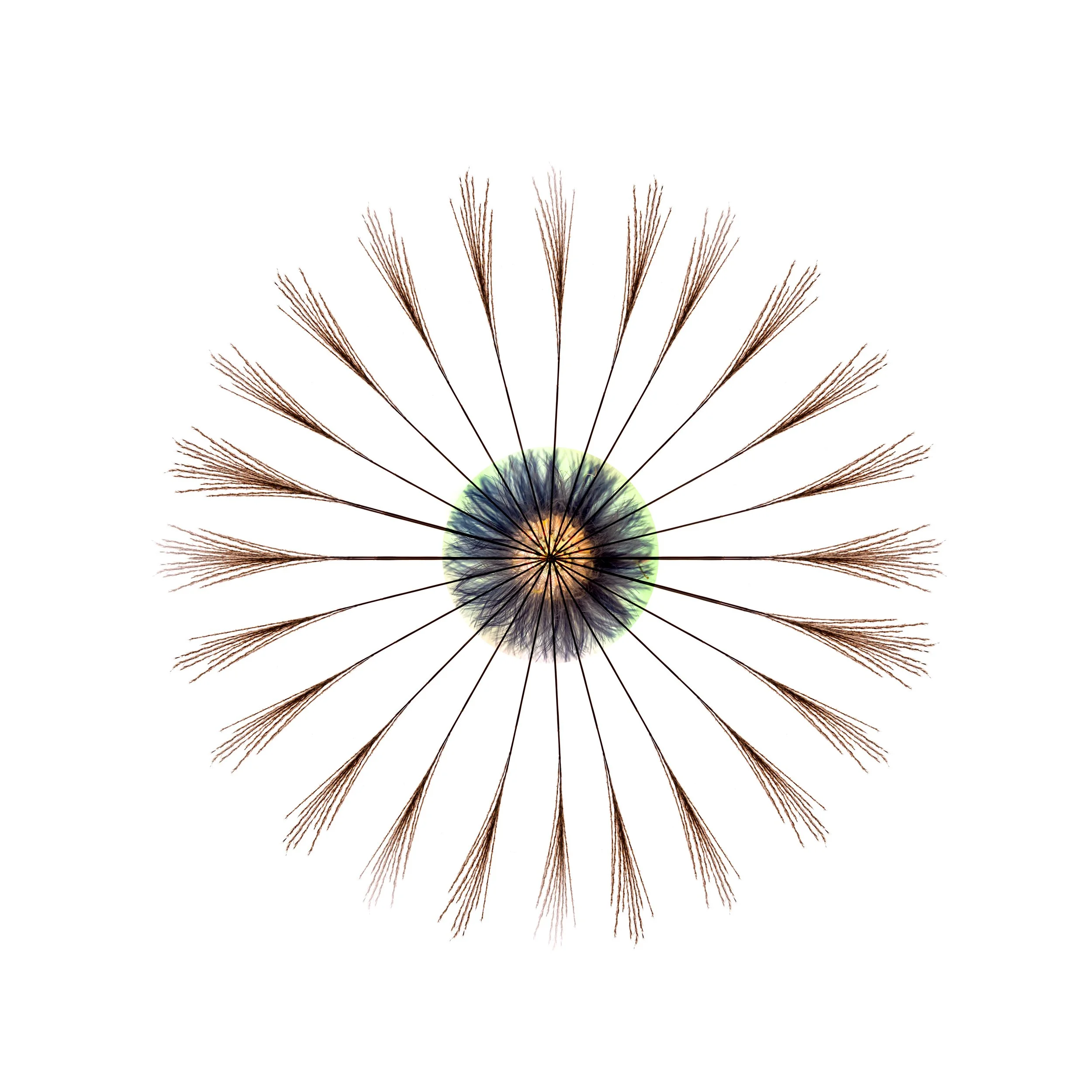 A close-up image of a dandelion seed head with seeds radiating outwards, photographed against a white background. Arrangement gives the impression of wheel