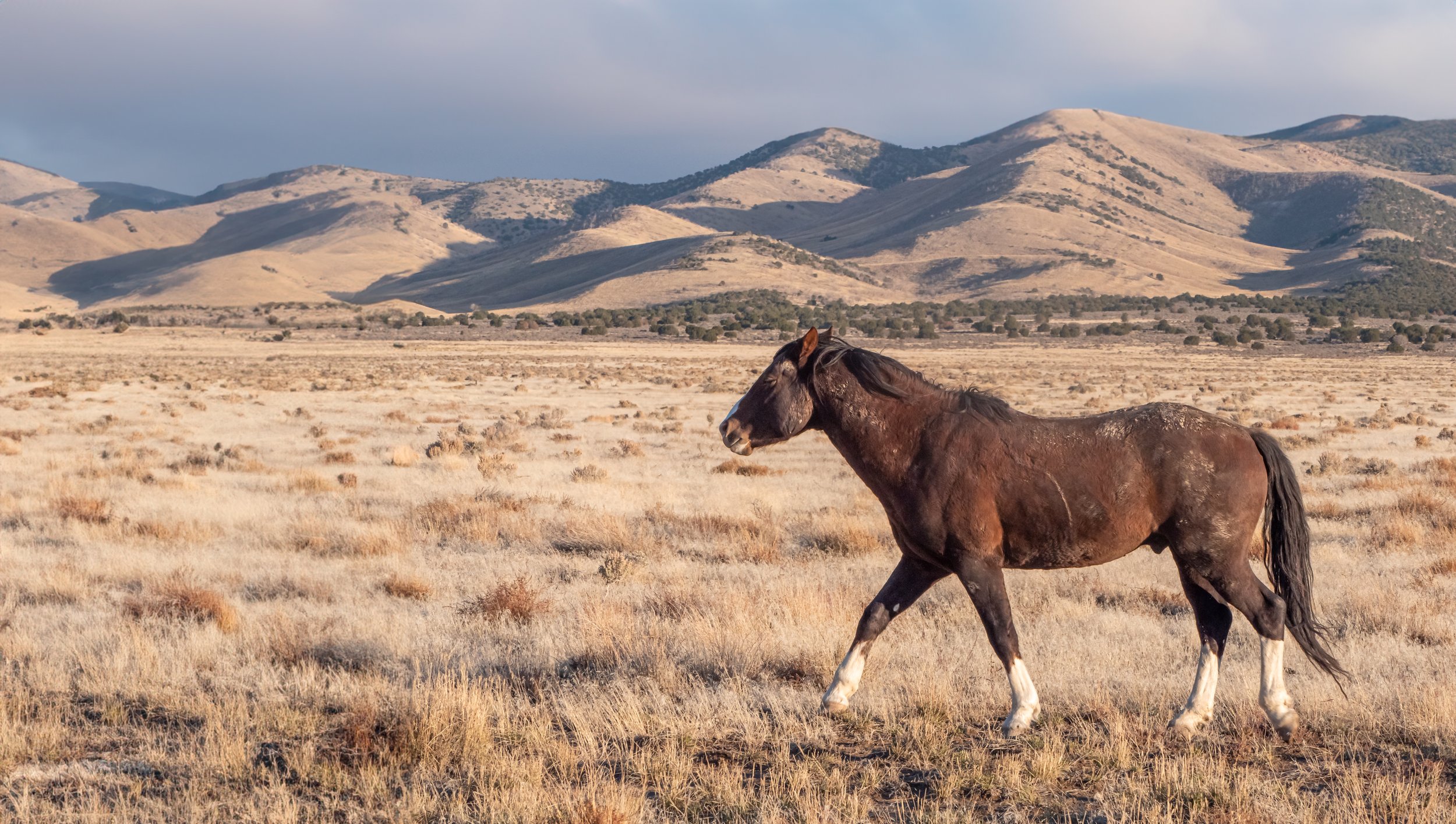 A brown horse walking across a dry, grassy field with rolling hills and mountains in the background under a cloudy sky.