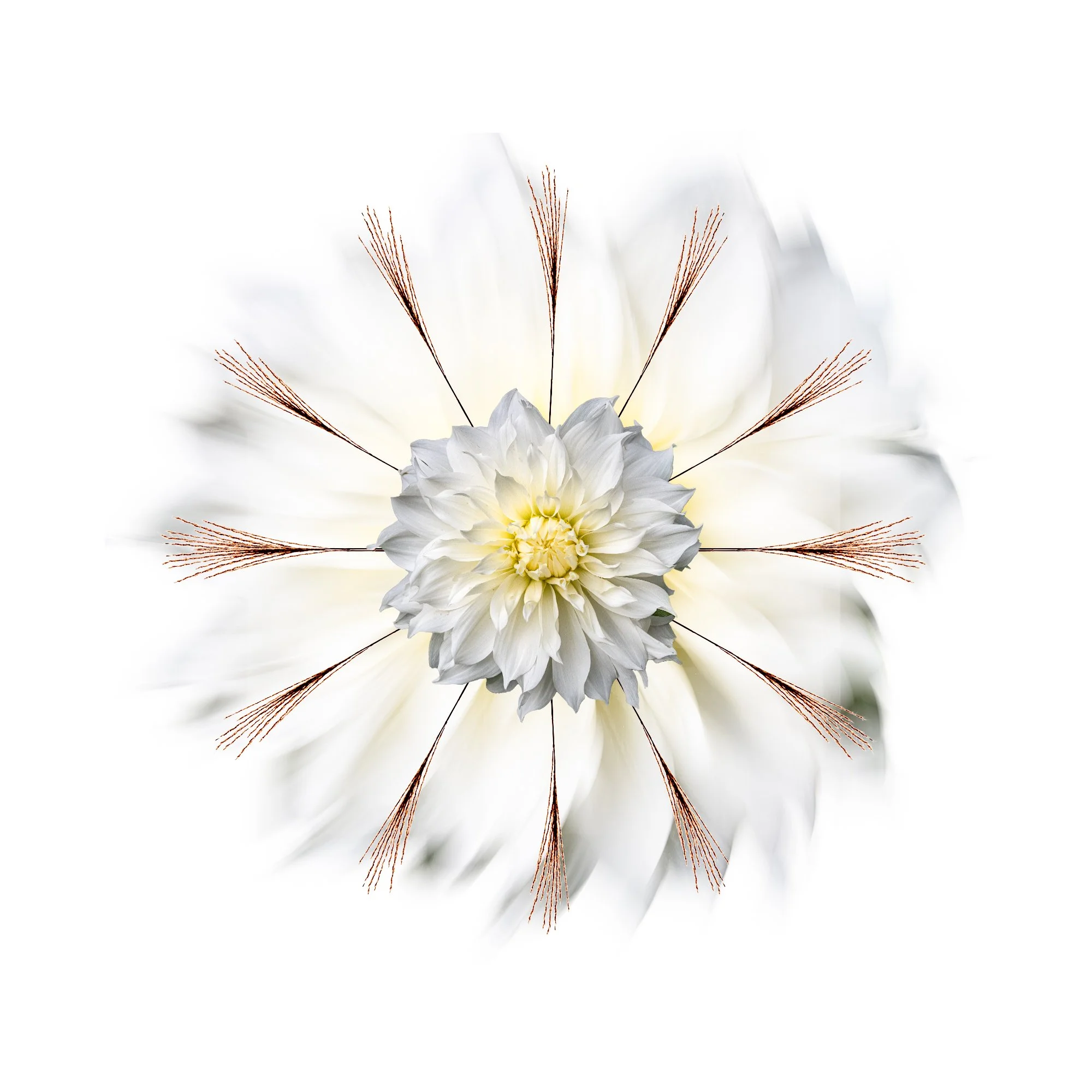 A white Delia  with a central cluster of petals, surrounded by elongated petals, and ten grass straws radiating from the center. Blurred motion background