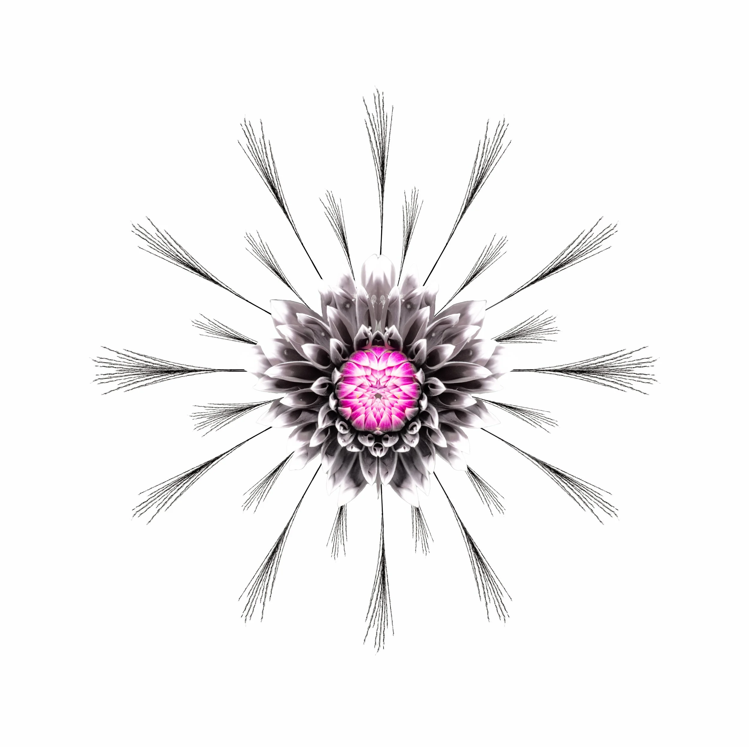 A symmetrical digital artwork featuring a central pink and purple geometric pattern, surrounded by black and white flower-like structures, with radiating black lines and feather-like extensions on a white background. The arrangement has a sense of my