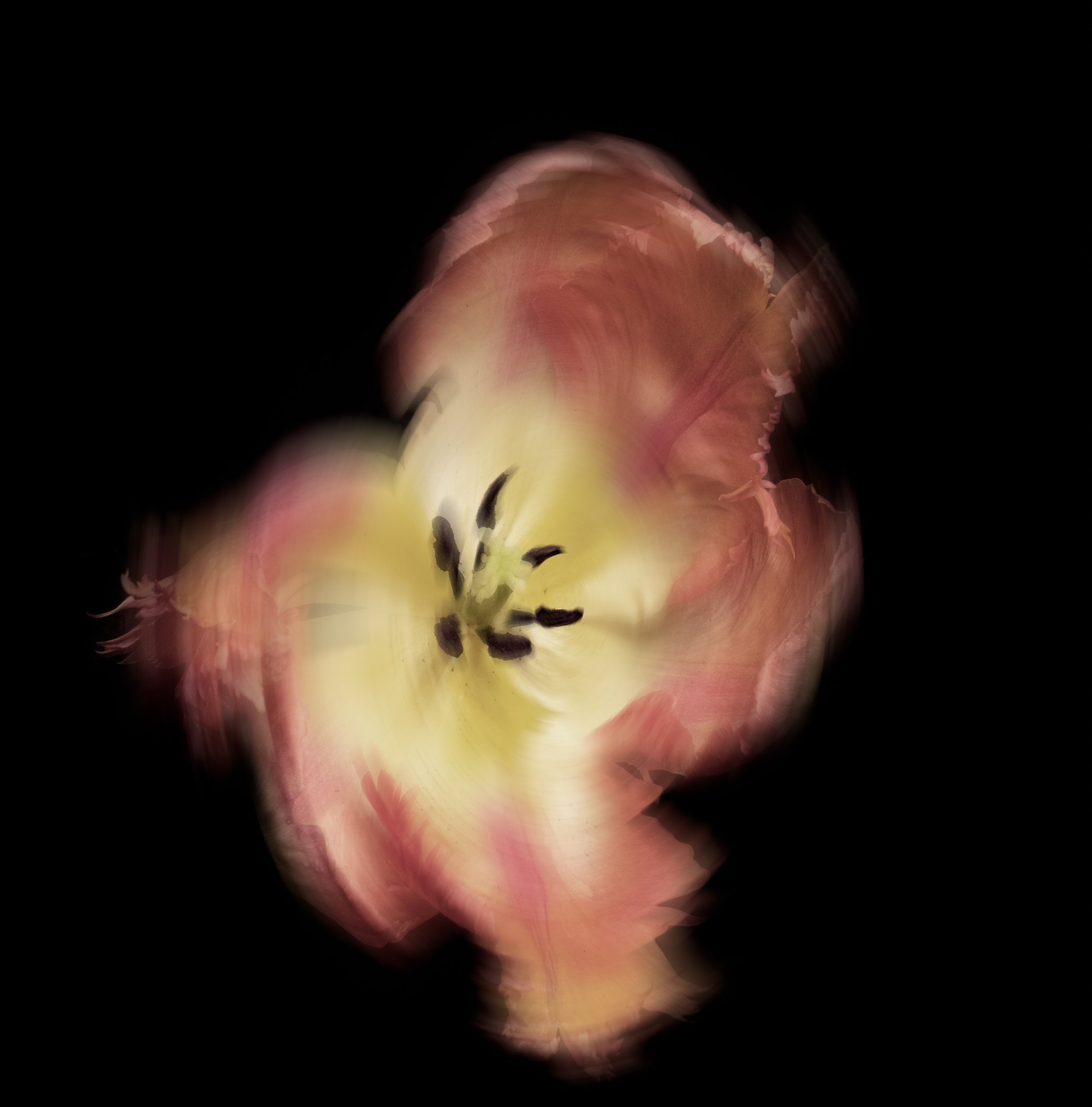 Abstracted close-up of a flower, with blurred pink petals and black stamens, against a black background.