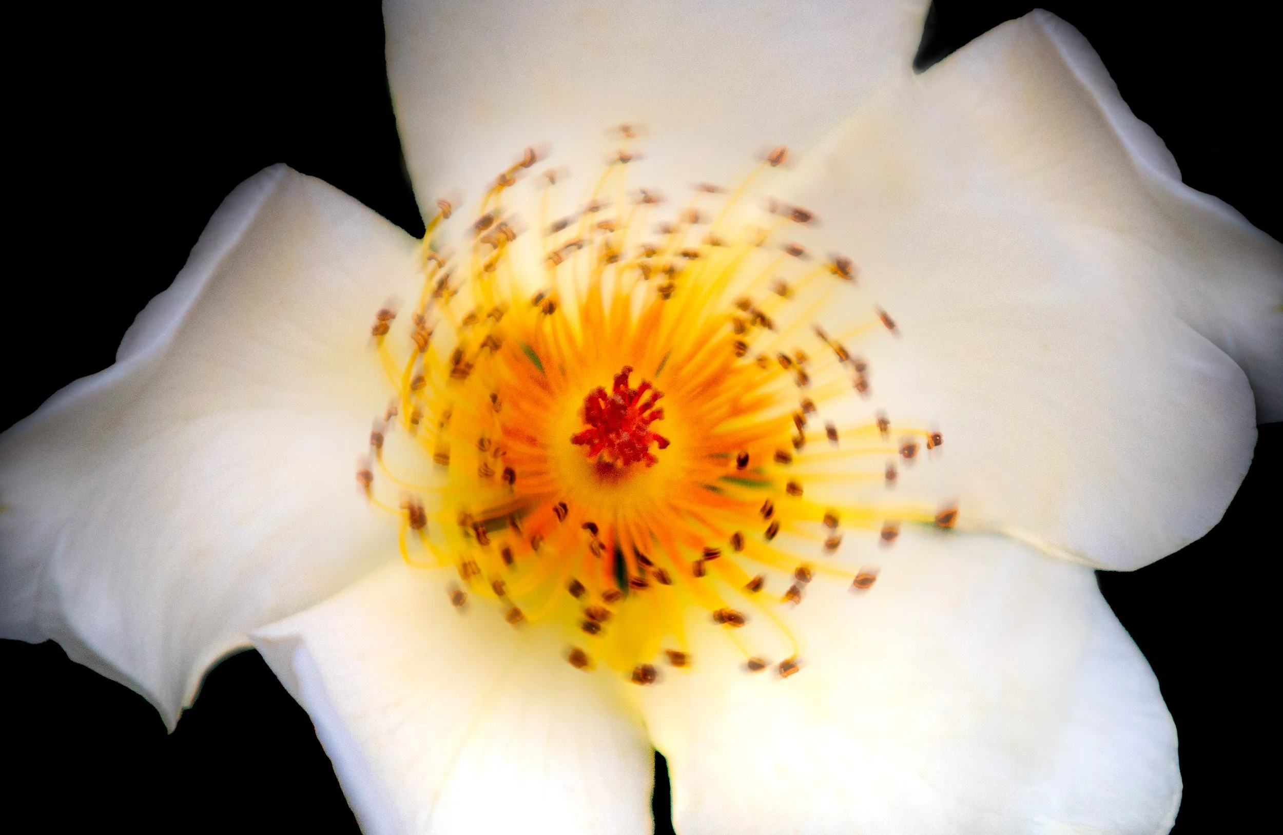 Close-up of a white flower with bright yellow and red stamens at the center, against a black background.