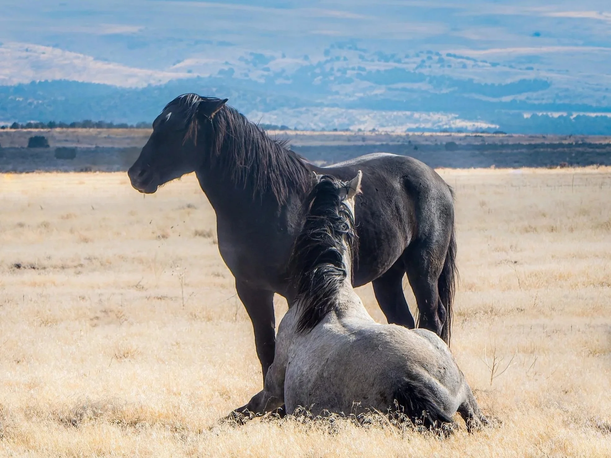 Two horses, one black and one light gray, in a dry grassy field with hills in the background. Wild horses. Utah. Freedom.