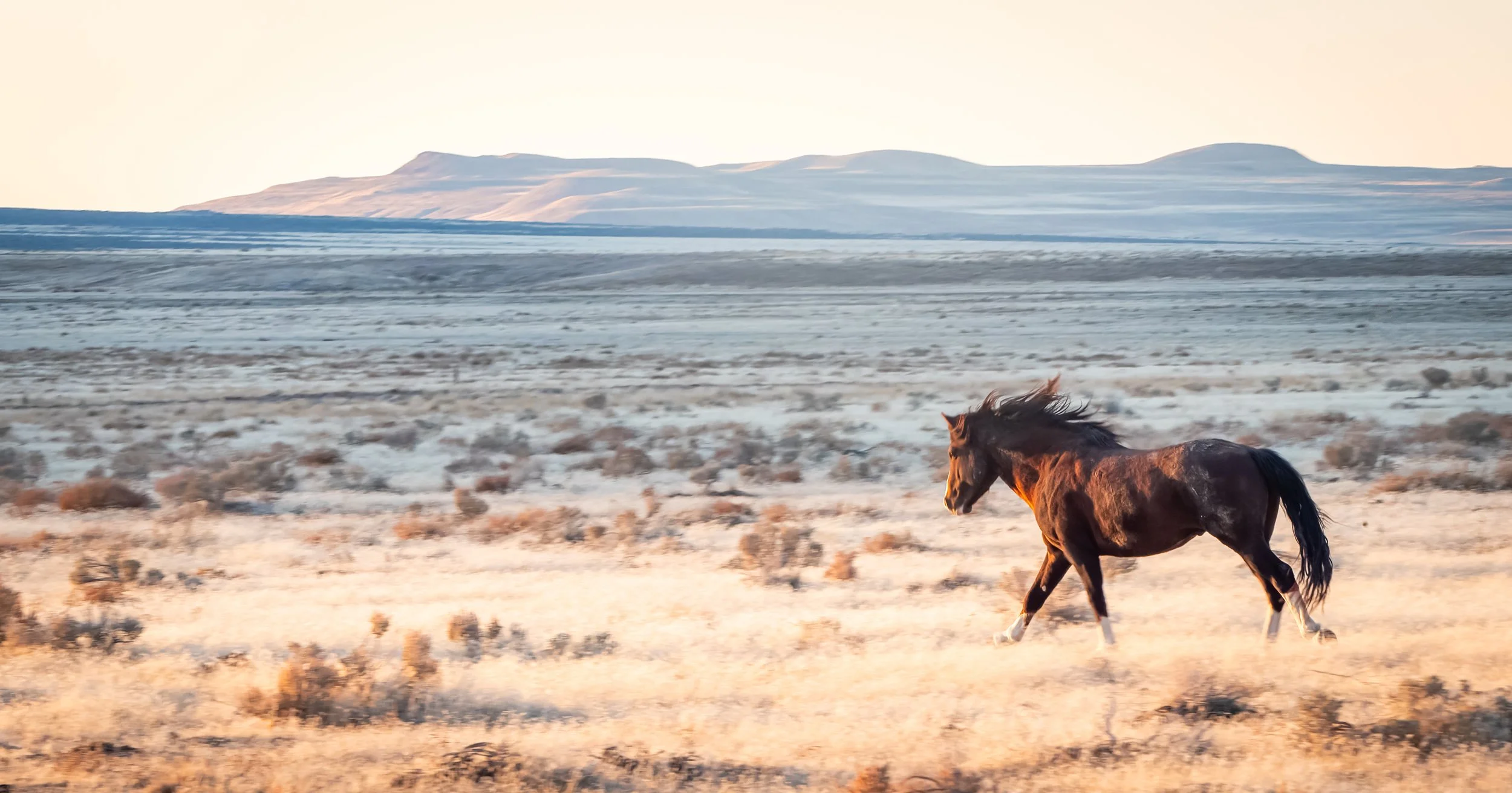 A wild horse running across a dry, open plain with mountains in the distance during sunset.