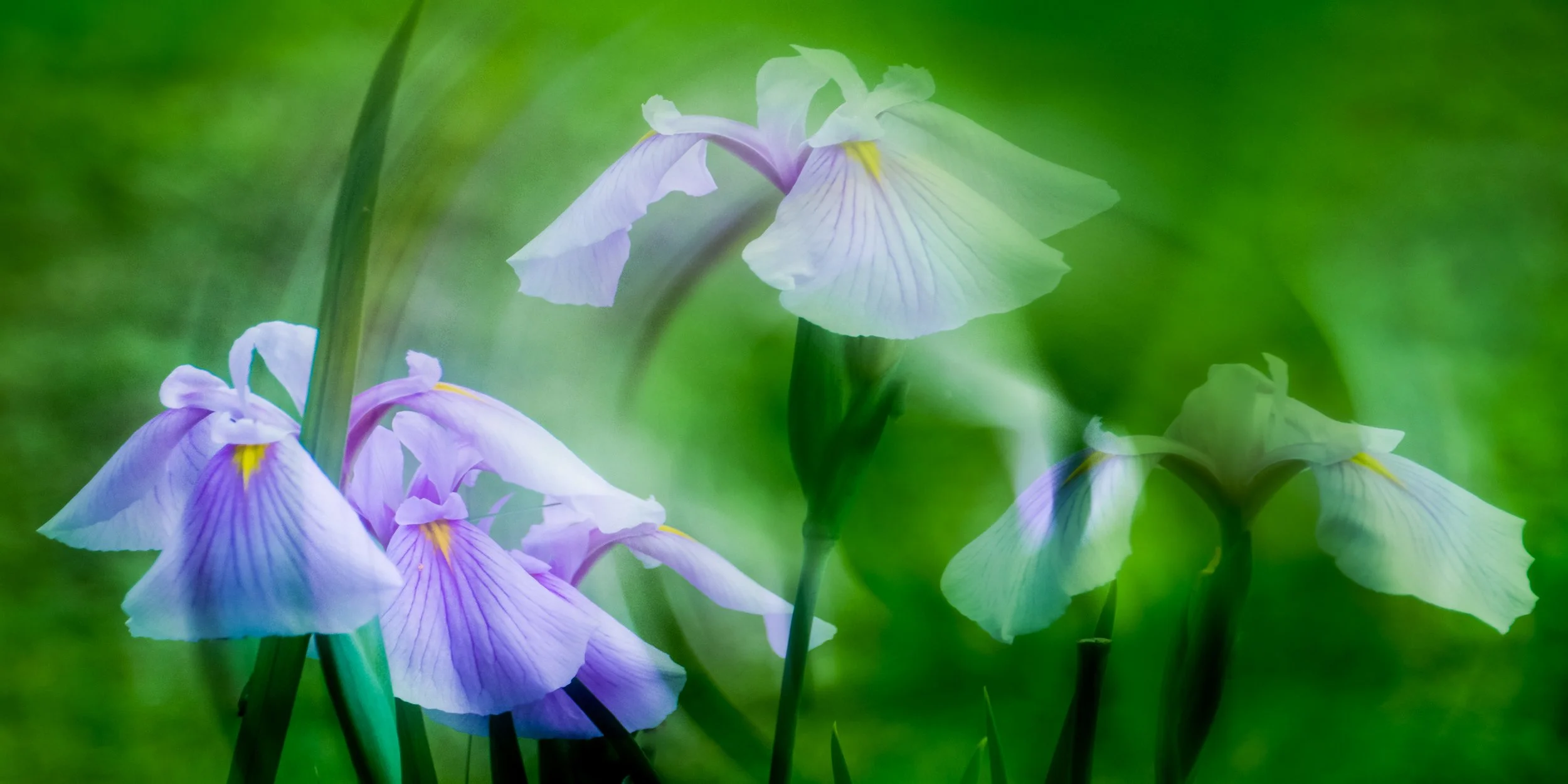 A close-up of light purple iris flowers with yellow accents against a green blurred background.