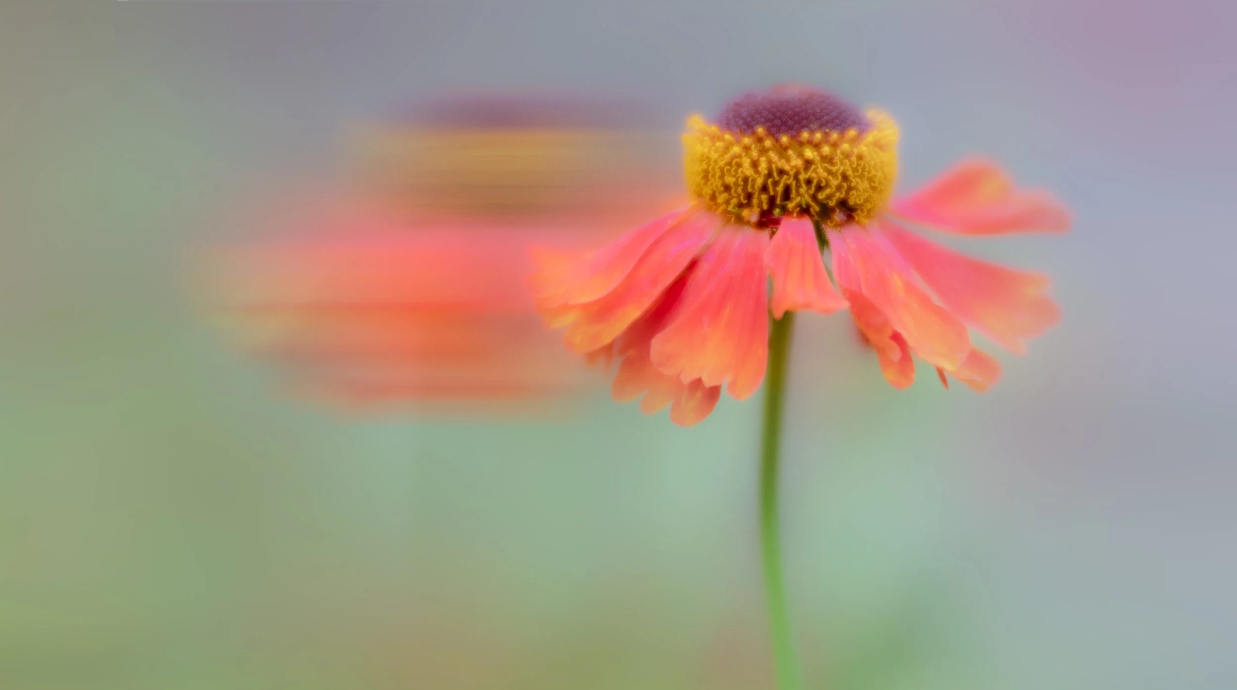 A close-up of a pink and orange flower with a yellow center and a blurred background. Floral Dance