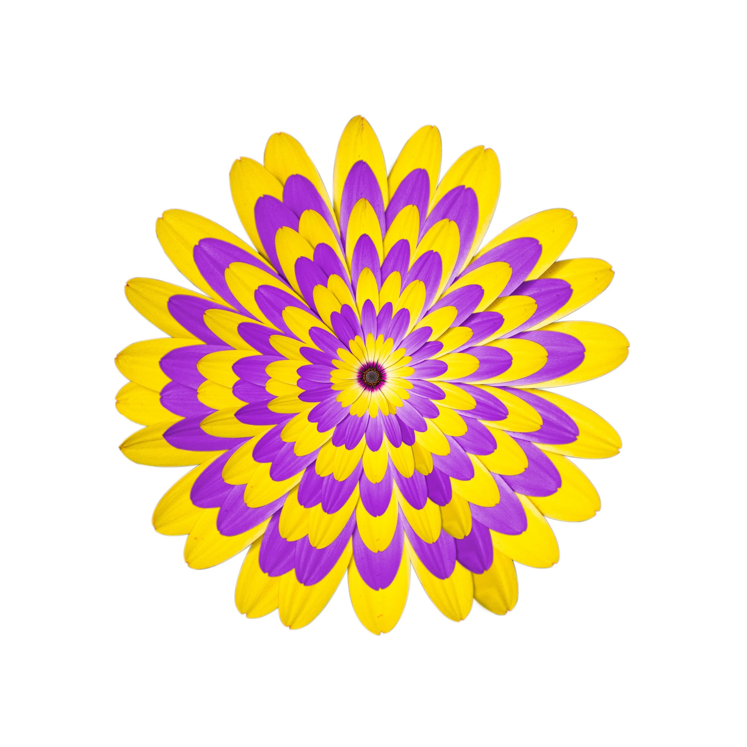Colorful floral pattern with yellow and purple petals arranged in a radial design on a white background. Floral pattern is repeated with expanding layers.