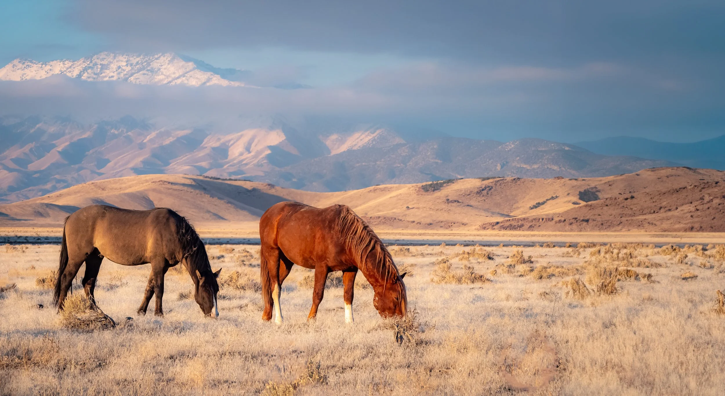 Two horses grazing in a dry, open landscape with distant mountains and snow-capped peaks in the background.