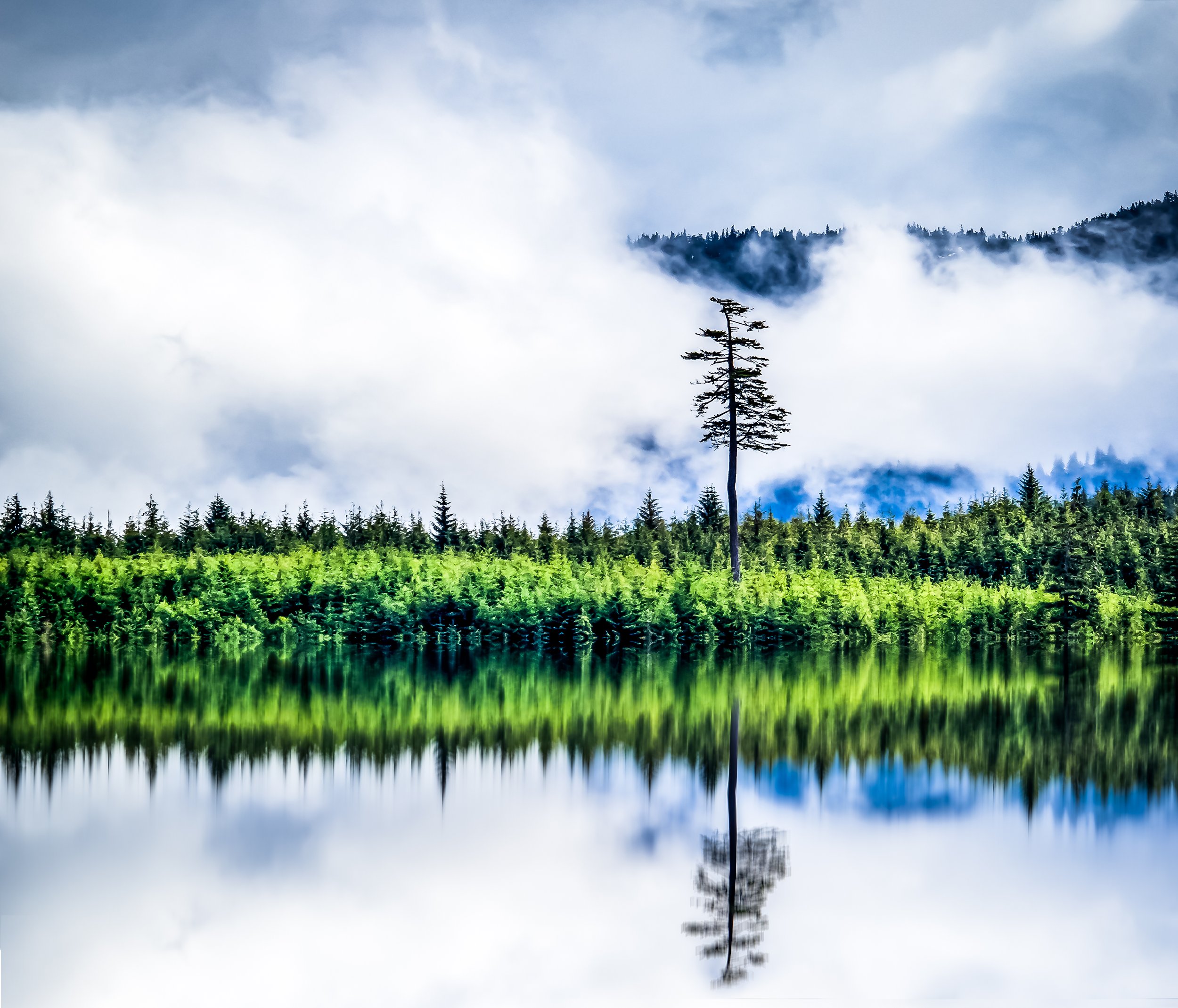 A serene landscape with a single tree standing on green foliage near a calm lake, reflecting the tree and foliage, with mountains, cloudy sky, and mist in the background. Standing tall. Tree reaching out to sky.