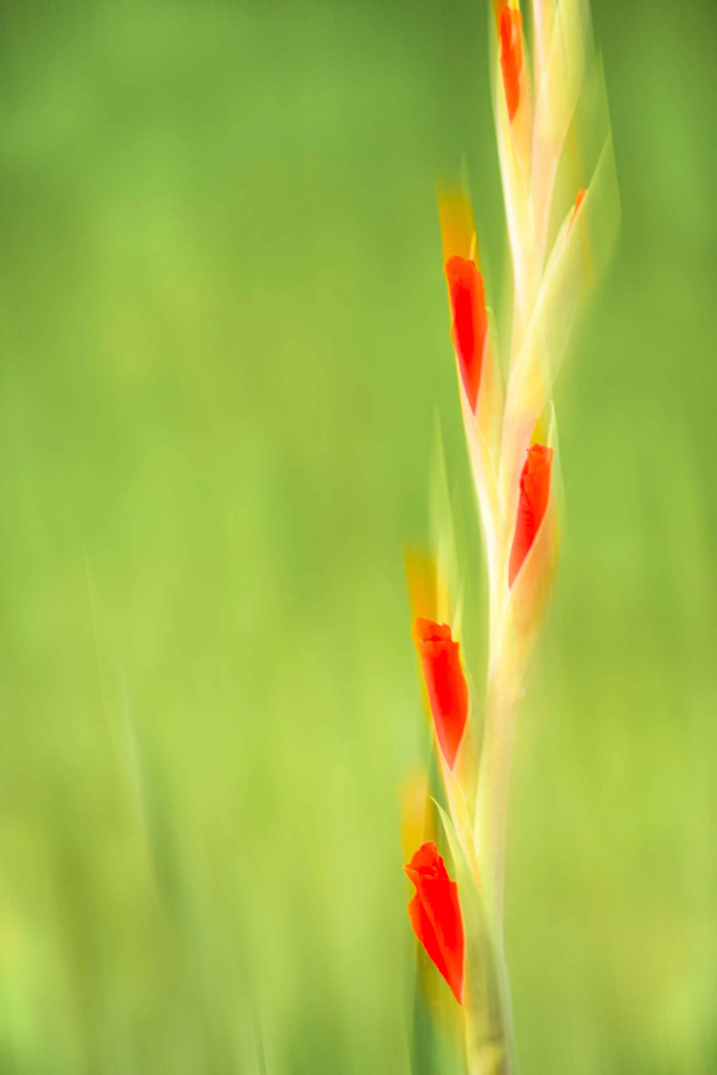 Close-up of a green plant stem with small, bright orange flowers growing along it, blurred green background.