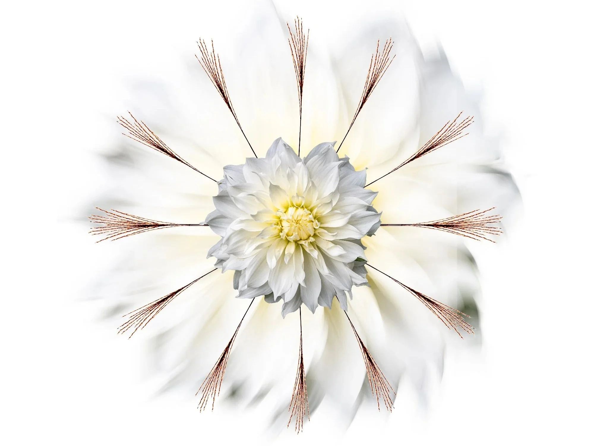 A symmetrical artistic composition featuring a white dahlia flower at the center, surrounded by eight dried grass stems radiating outward, against a soft, blurred white background. Mendala formation.