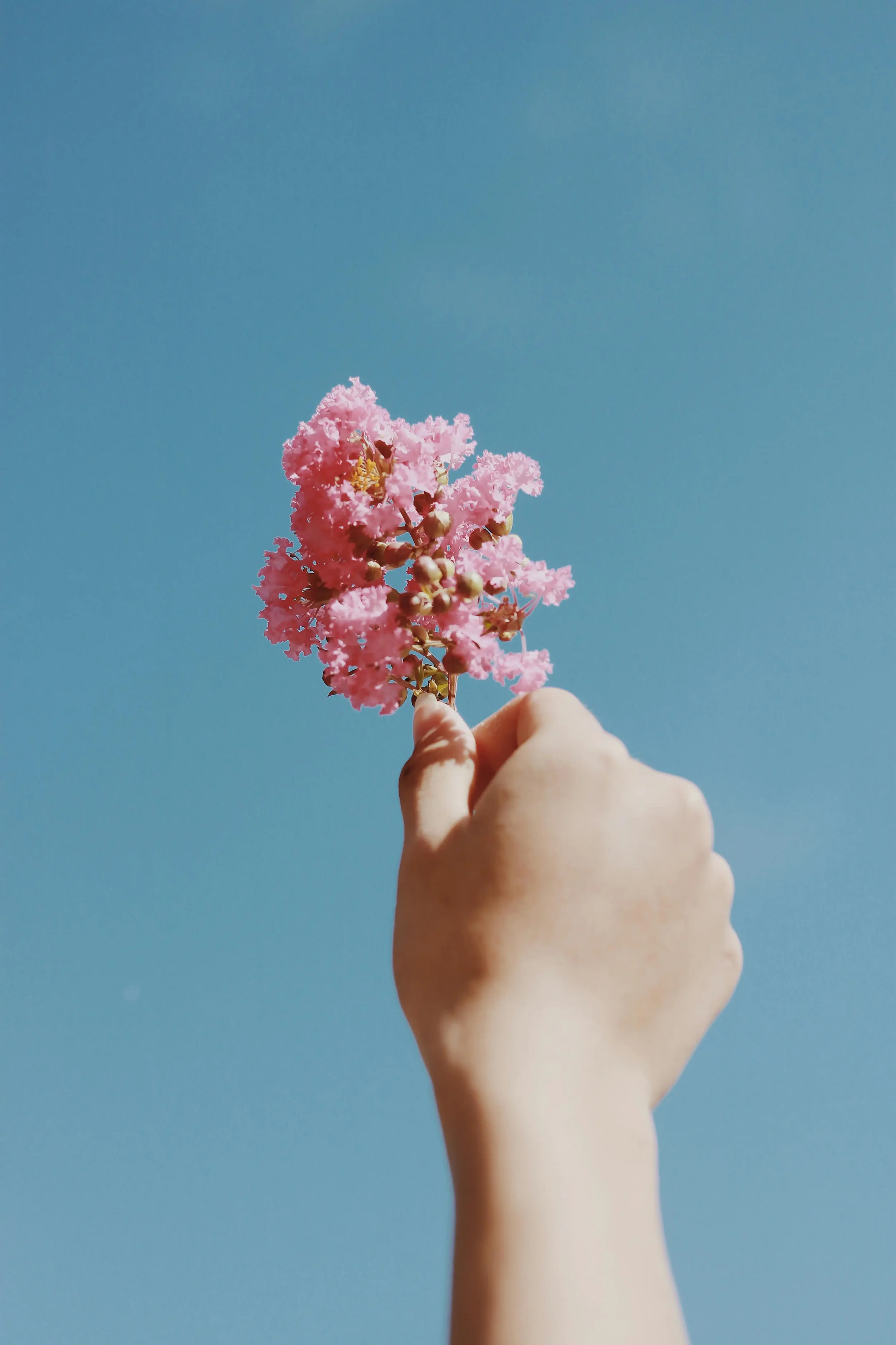 A hand holding a pink flower
