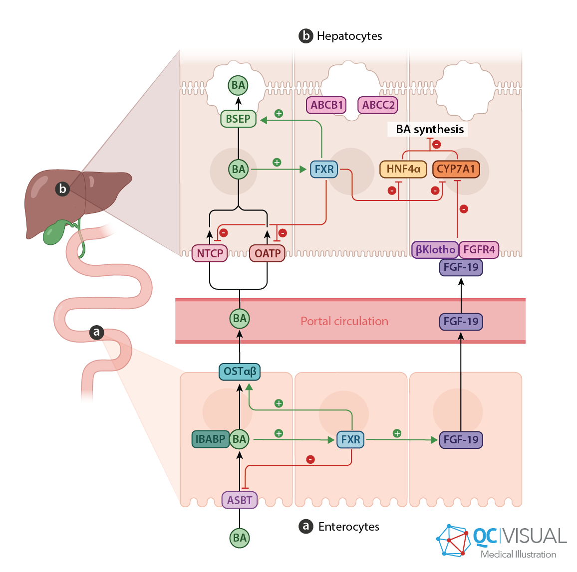 Diagram illustrating bile acid synthesis pathways in enterocytes and hepatocytes, including the roles of various enzymes and transporters such as NTCP, OATP, FXR, CYP7A1, and HNF4α, with portal circulation indicated.