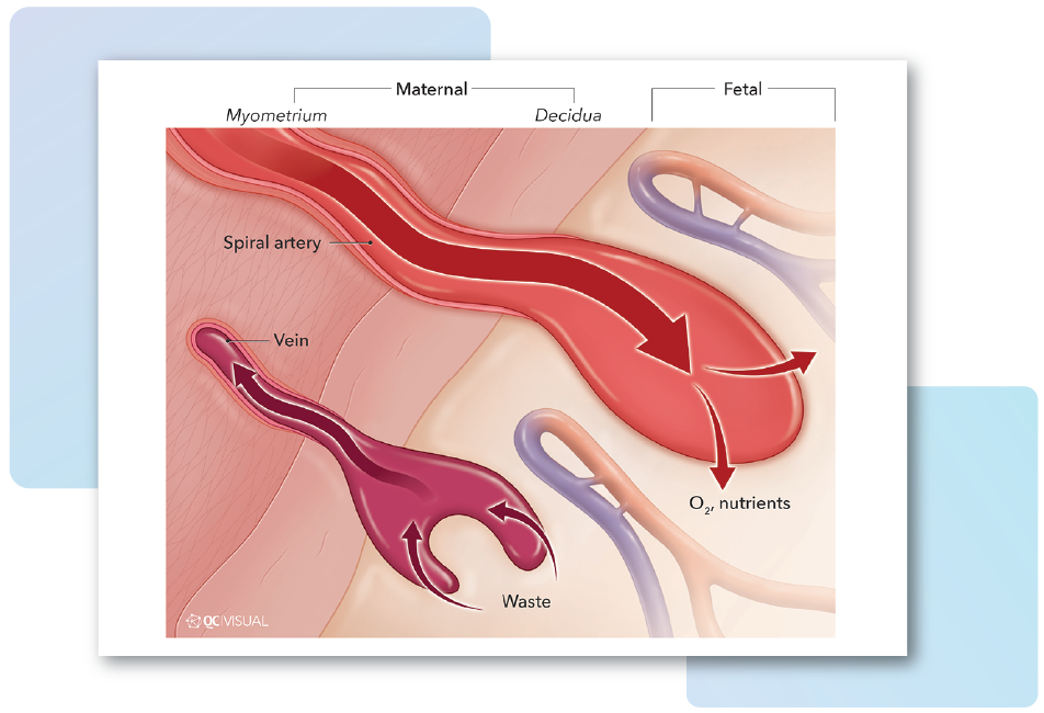 Diagram of placental blood flow showing maternal and fetal vessels with labels for spiral artery, vein, maternal and fetal tissue, and nutrients and waste exchange.