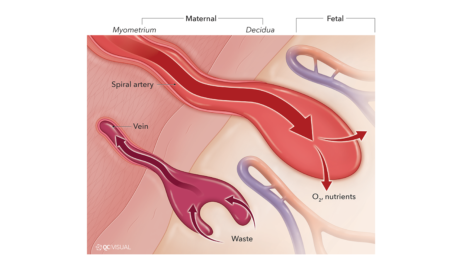 An illustration showing blood flow in the placenta, highlighting maternal and fetal blood vessels, with labels for spiral artery, vein, waste removal, and oxygen/nutrients transfer.