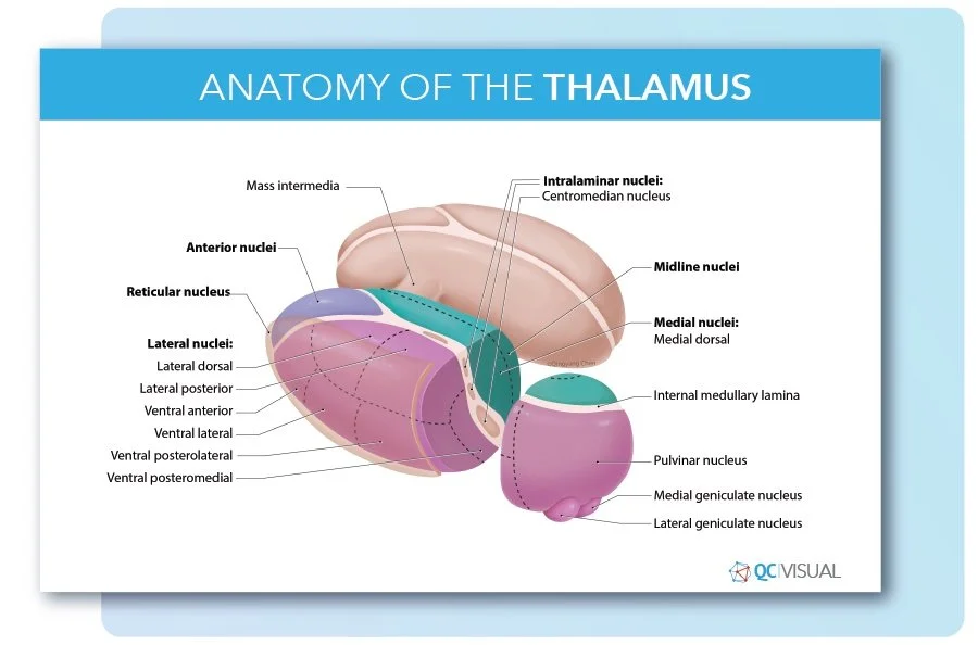 Diagram showing the anatomy of the thalamus with labeled parts including the anterior nuclei, reticular nucleus, lateral nuclei, midline nuclei, intralaminar nucleus, medial nuclei, internal medullary lamina, pulvinar nucleus, medial geniculate nucleus, and lateral geniculate nucleus.