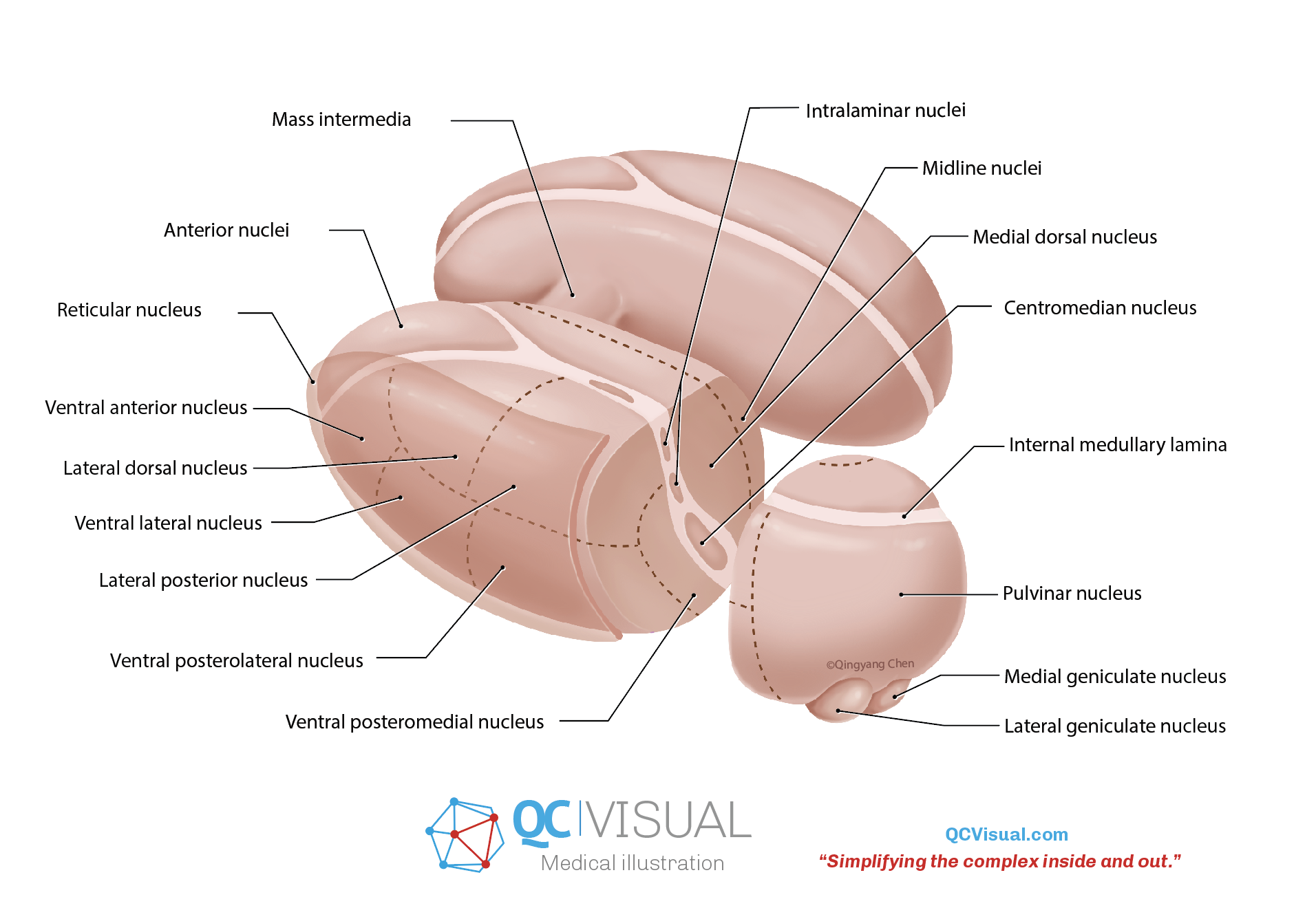 Diagram of a human brain with labels pointing to various nuclei and structures, including the anterior nuclei, reticular nucleus, ventral anterior nucleus, lateral dorsal nucleus, ventral lateral nucleus, lateral posterior nucleus, ventral posterolat