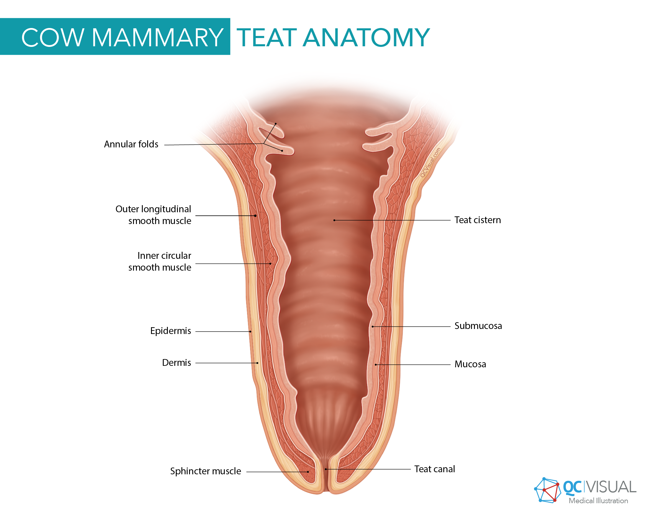 Diagram of cow mammary teat anatomy with labels for annular folds, outer longitudinal smooth muscle, inner circular smooth muscle, epidermis, dermis, teat cistern, submucosa, mucosa, sphincter muscle, and teat canal.