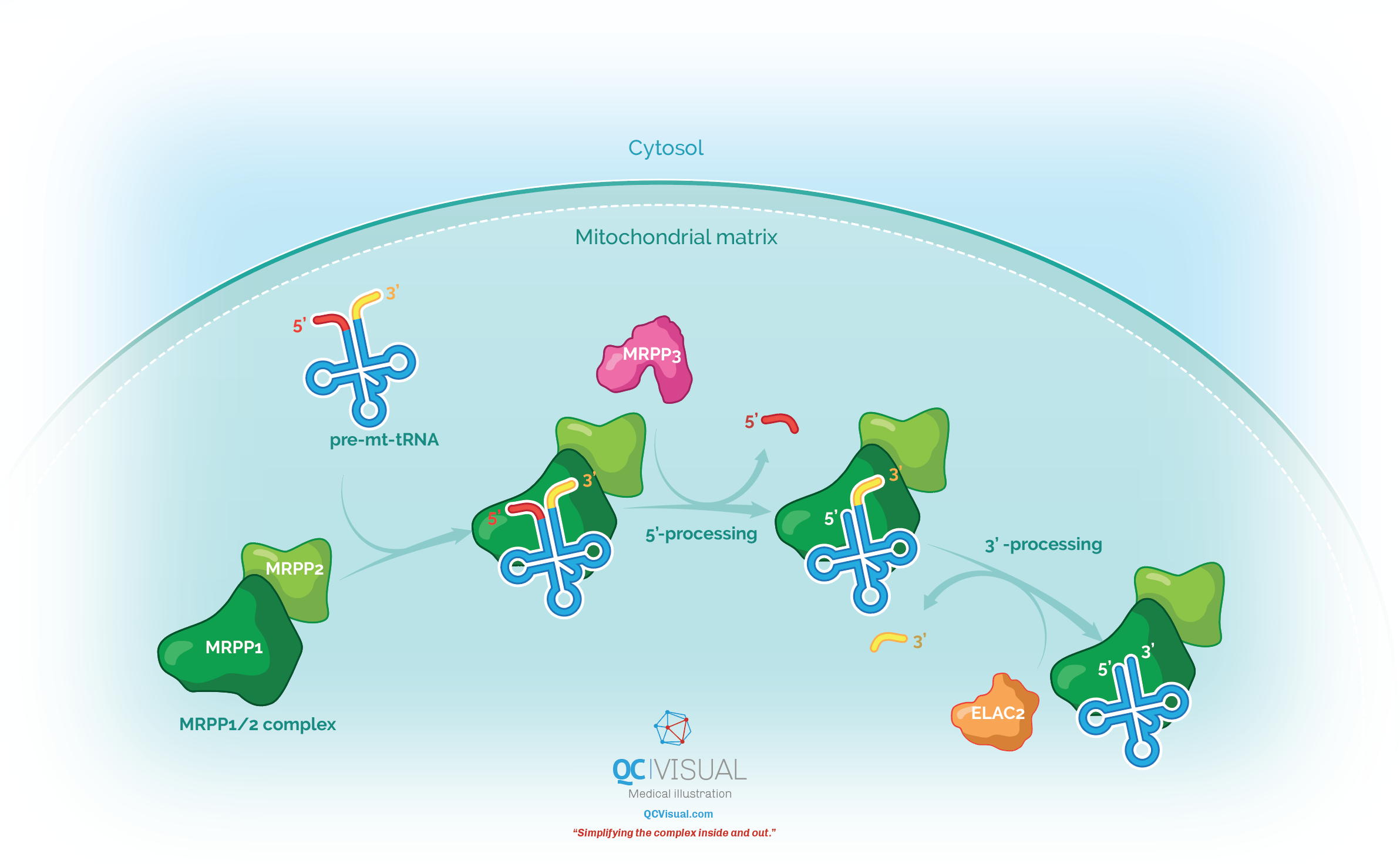 Diagram of mitochondrial RNA processing showing pre-mt-tRNA, MRPP1/2 complex, MRPP3, and ELAC2 enzymes involved in 5' and 3' processing of tRNA within the mitochondrial matrix. The image is labeled with a cytosol and mitochondrial matrix boundary.