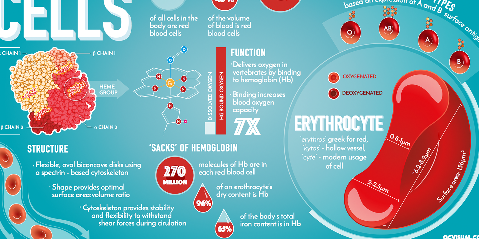 A detailed infographic about human red blood cells, their structure, function, and hemoglobin molecules. It includes diagrams of blood cell components, hemoglobin's molecule structure, and the shape and size of erythrocytes, with information on oxyge