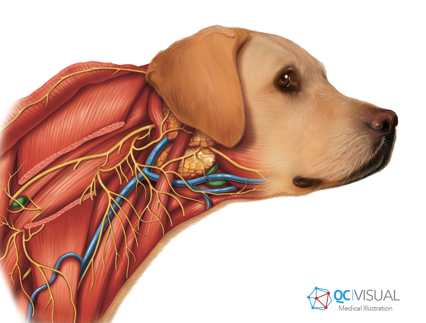 An illustration of a dog’s head with a detailed view of its neck muscles, arteries, veins, and nerves.