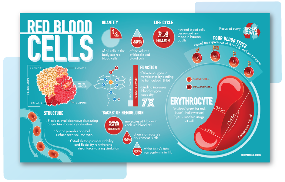 Infographic about red blood cells showing structure, function, life cycle, types, and hemoglobin. Includes diagrams and key statistics.