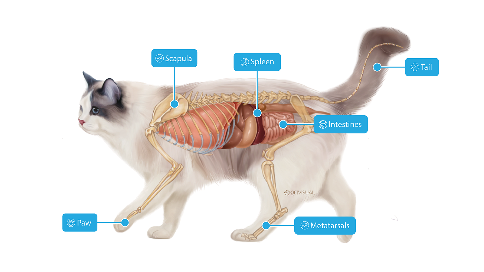 An anatomical diagram of a cat showing internal organs and skeletal structure labeled with parts including scapula, spleen, tail, intestines, paw, metatarsals.
