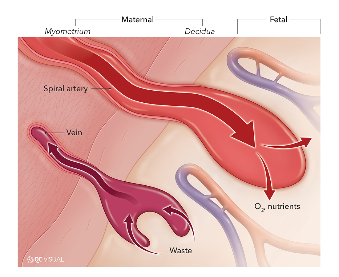 Diagram of fetal and maternal blood vessels showing spiral artery, vein, and waste removal, with labels indicating structures in a pregnancy.