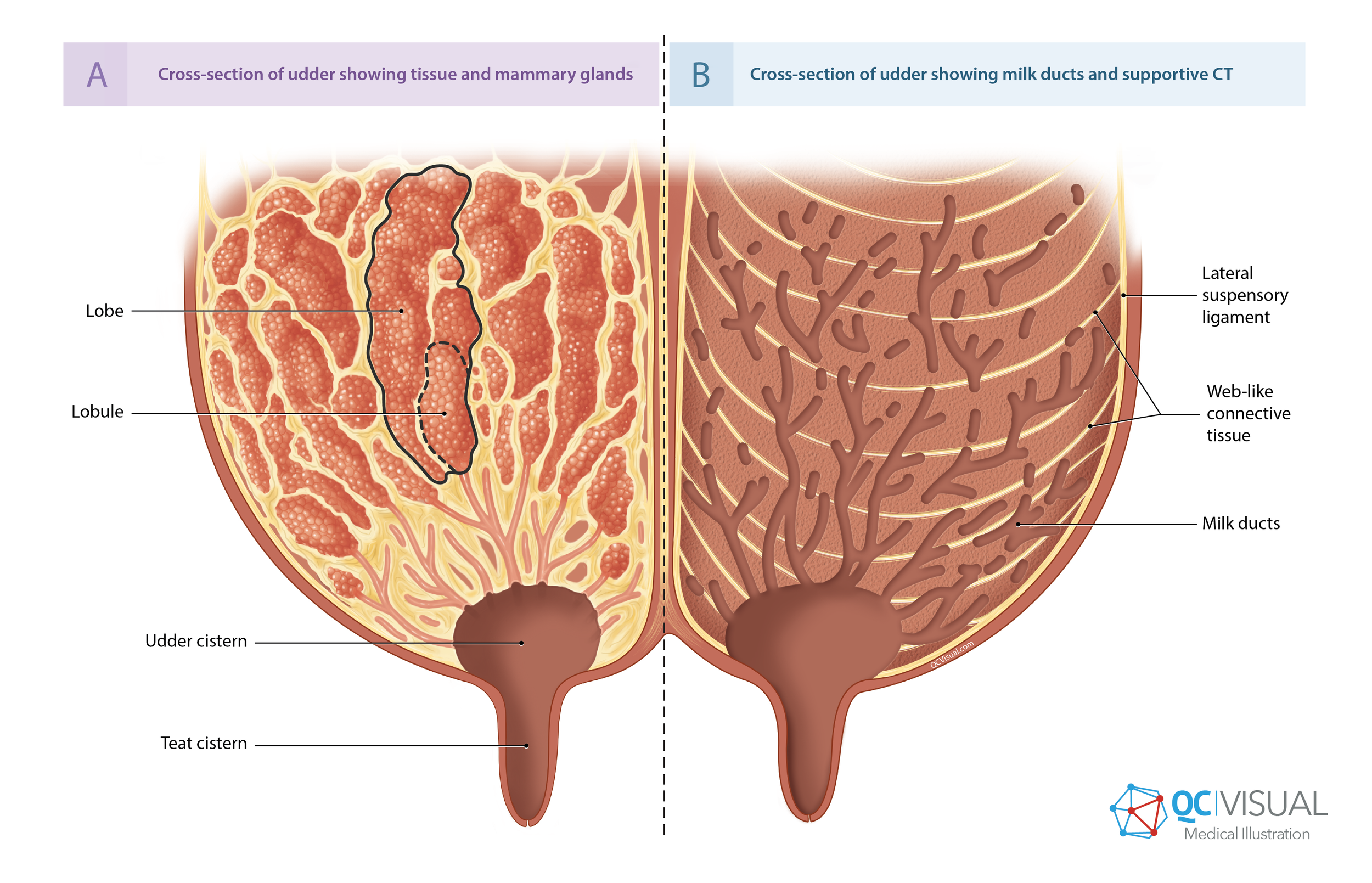A medical illustration shows a cross-section of a female udder with detailed internal anatomy, including tissue, mammary glands, milk ducts, supportive connective tissue, lateral suspensory ligament, and cistrons.