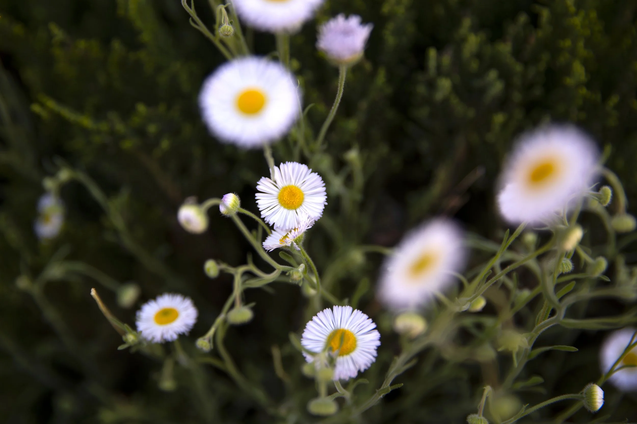 Close-up of white daisies with yellow centers in a garden at the Little Daisy, a wedding venue in Jerome, Arizona. Photographed by Megan Farmer, a documentary style wedding Photographer based in Seattle, Washington. 
