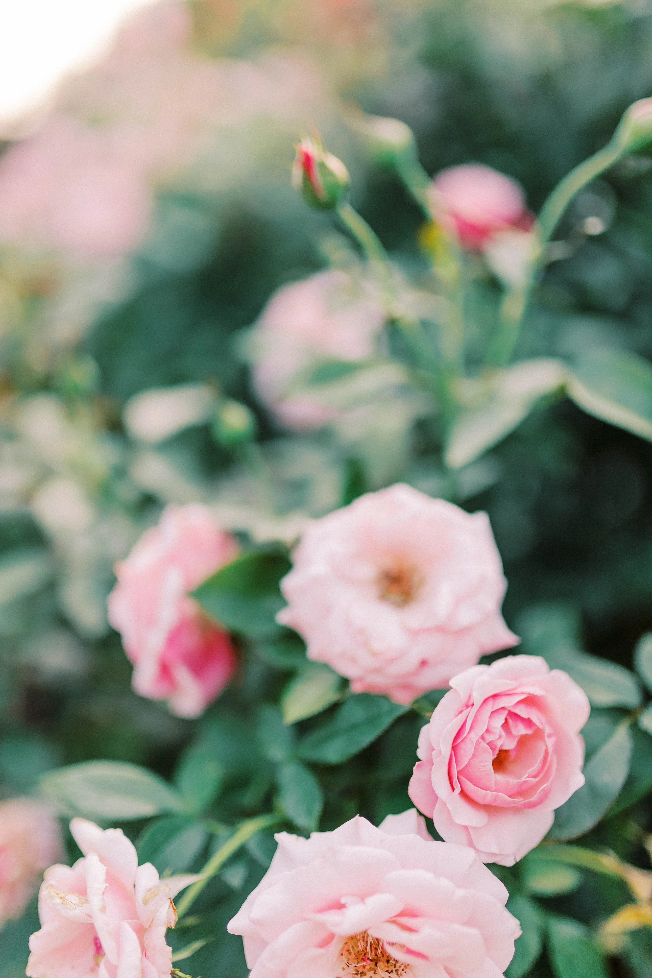 Raven Added in Terrie Images -1-2.jpg